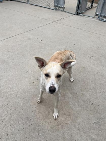 Luna — thumbnail 2