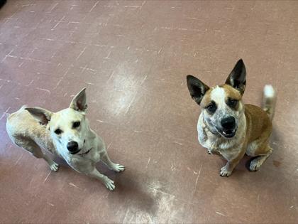 Luna — thumbnail 3