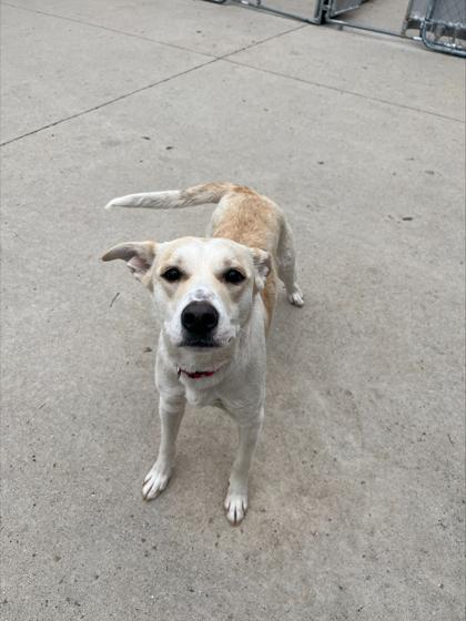 Luna — thumbnail 4