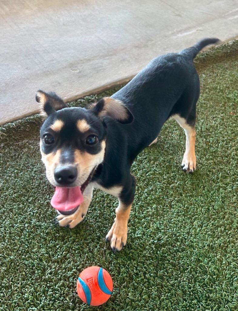 Enlarge Kenny, a Adoptable mixed breed in Midland, TX image 1/2