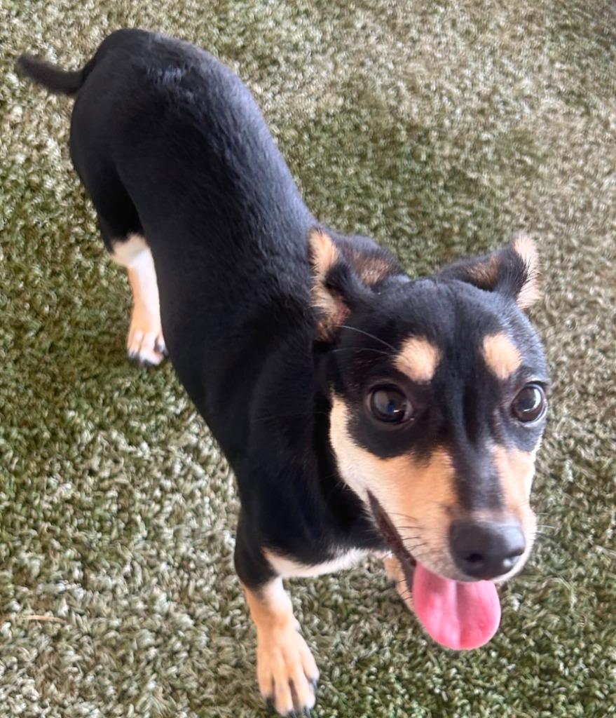 Enlarge Kenny, a Adoptable mixed breed in Midland, TX image 2/2