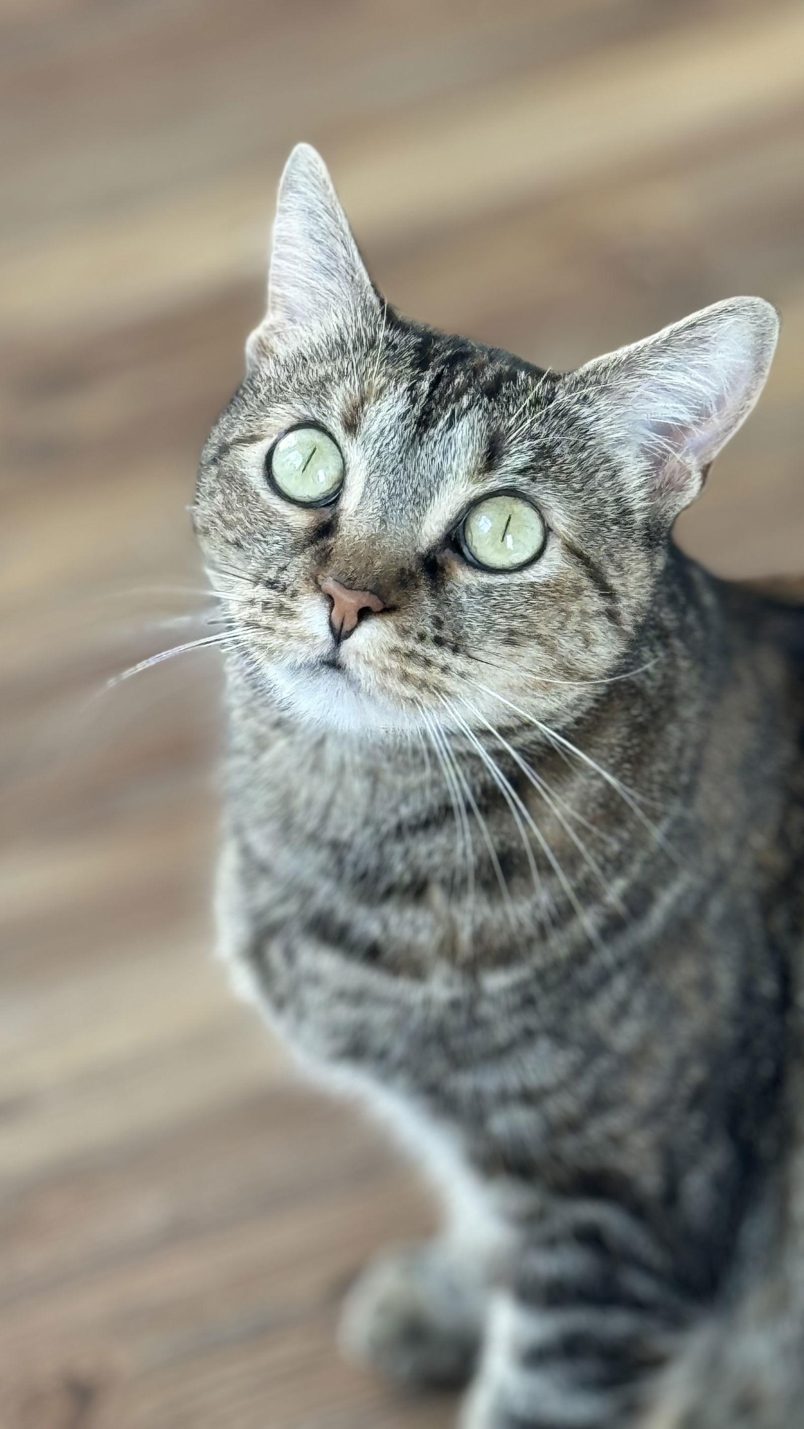 Lil' Bit (FIV+), a Adoptable Domestic Short Hair image 1/2