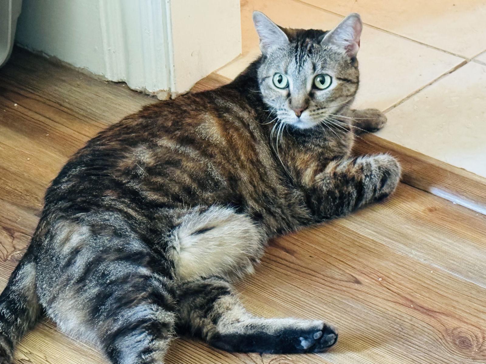 Lil' Bit (FIV+), a Adoptable Domestic Short Hair image 2/2