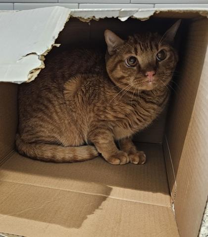 Enlarge Whiskey, a Adoptable mixed breed in Atlanta, GA image 1/3