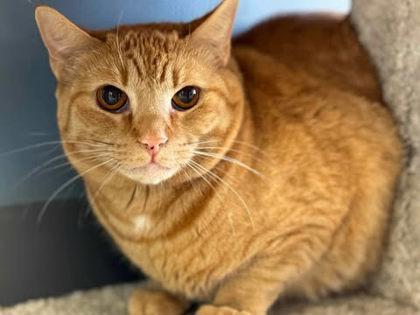 Enlarge Whiskey, a Adoptable mixed breed in Atlanta, GA image 1/2