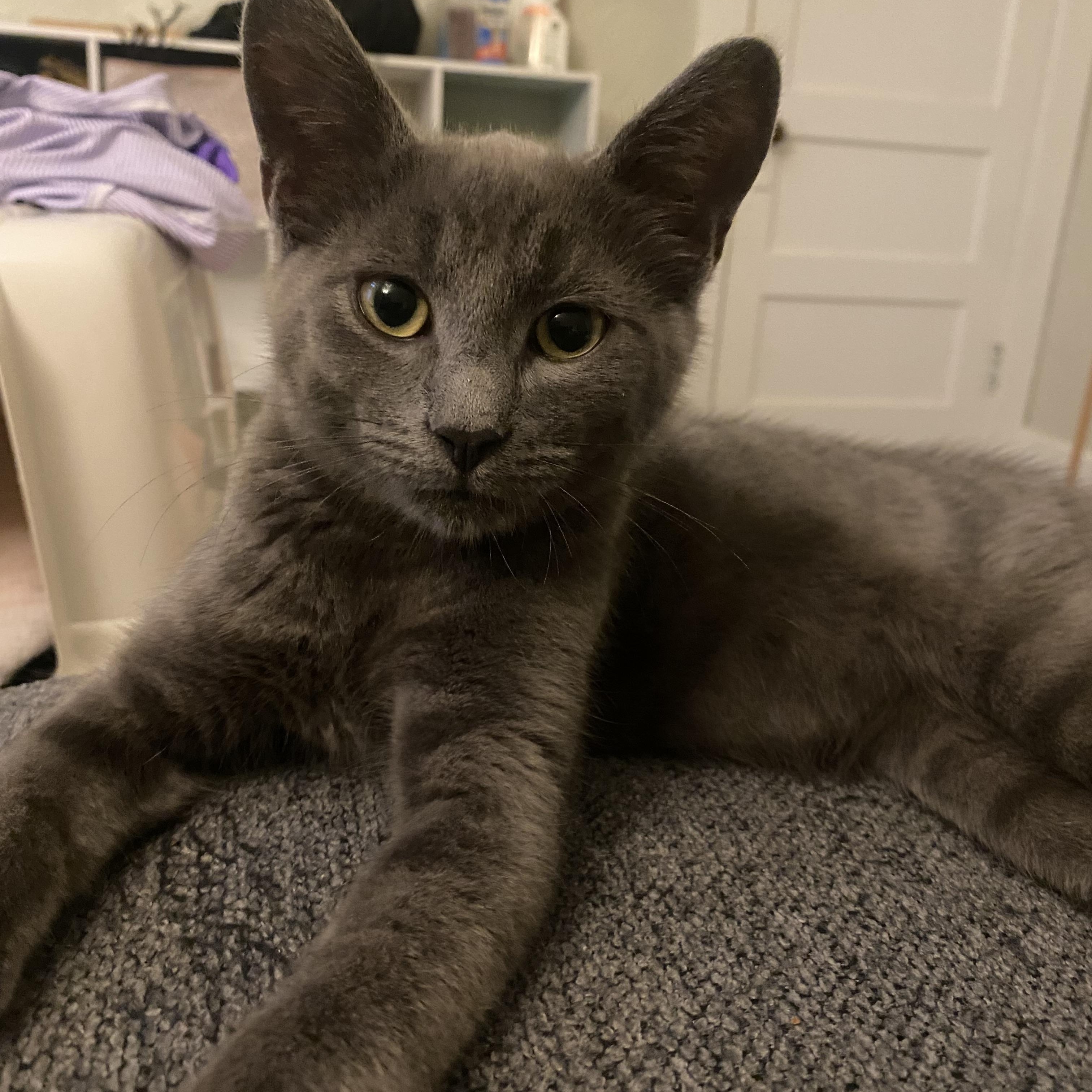 Enlarge Wuzzy, a ADOPTABLE Domestic Short Hair in King George, VA image 4/5