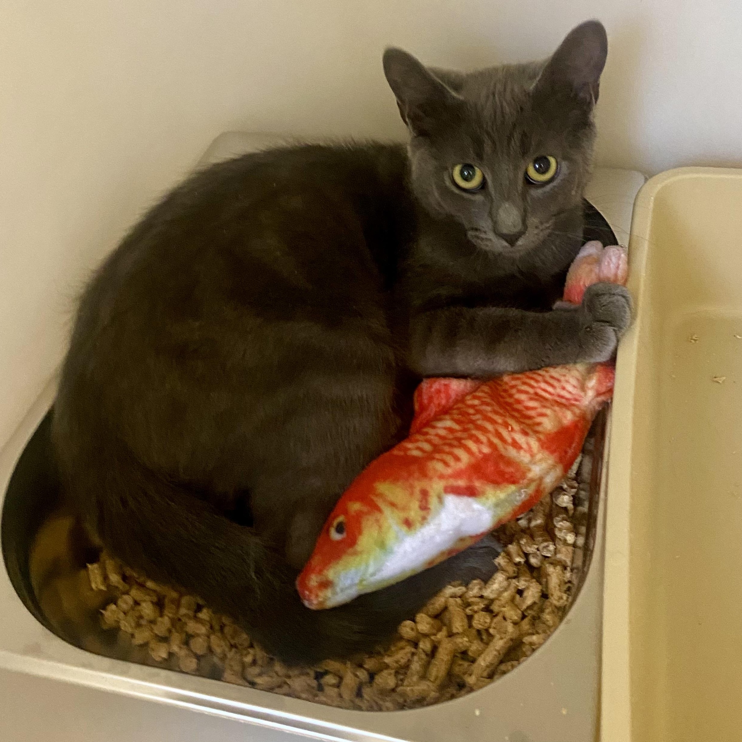 Enlarge Wuzzy, a ADOPTABLE Domestic Short Hair in King George, VA image 2/5
