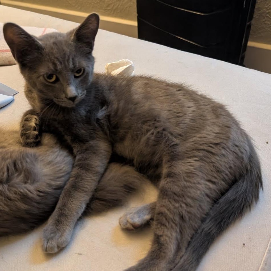 Enlarge Wuzzy, a ADOPTABLE Domestic Short Hair in King George, VA image 3/5