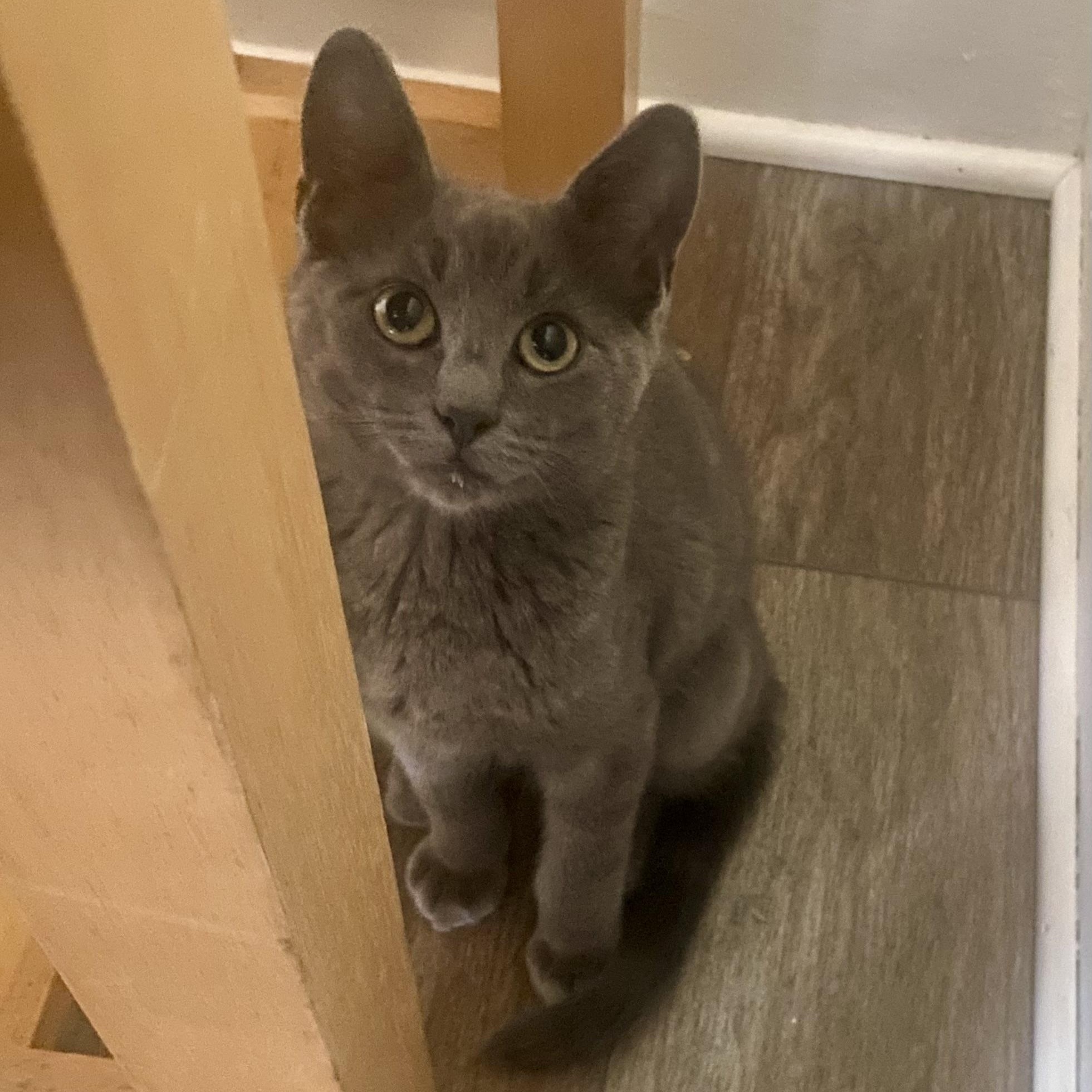 Enlarge Wuzzy, a ADOPTABLE Domestic Short Hair in King George, VA image 5/5