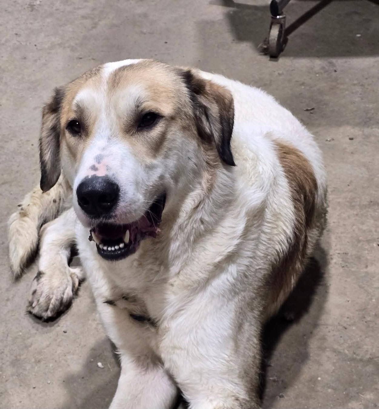 Enlarge Kramer, a Adopted mixed breed in Fleetwood, PA image 1/1