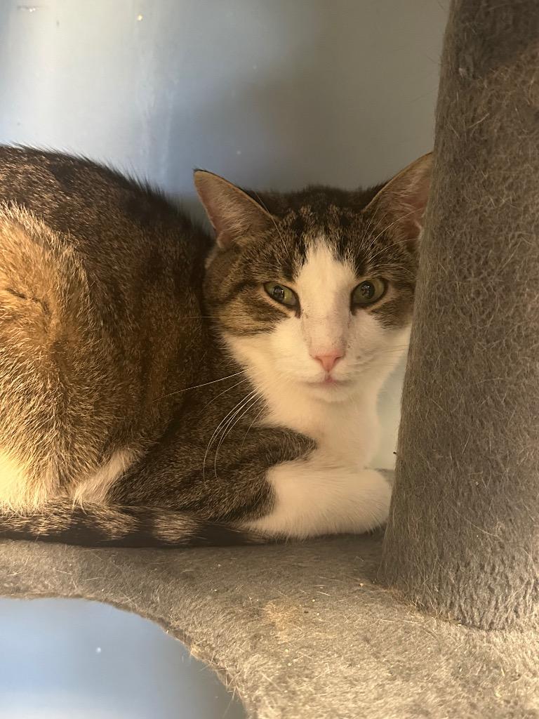 Tom, Adoptable, Senior Male Domestic Short Hair.