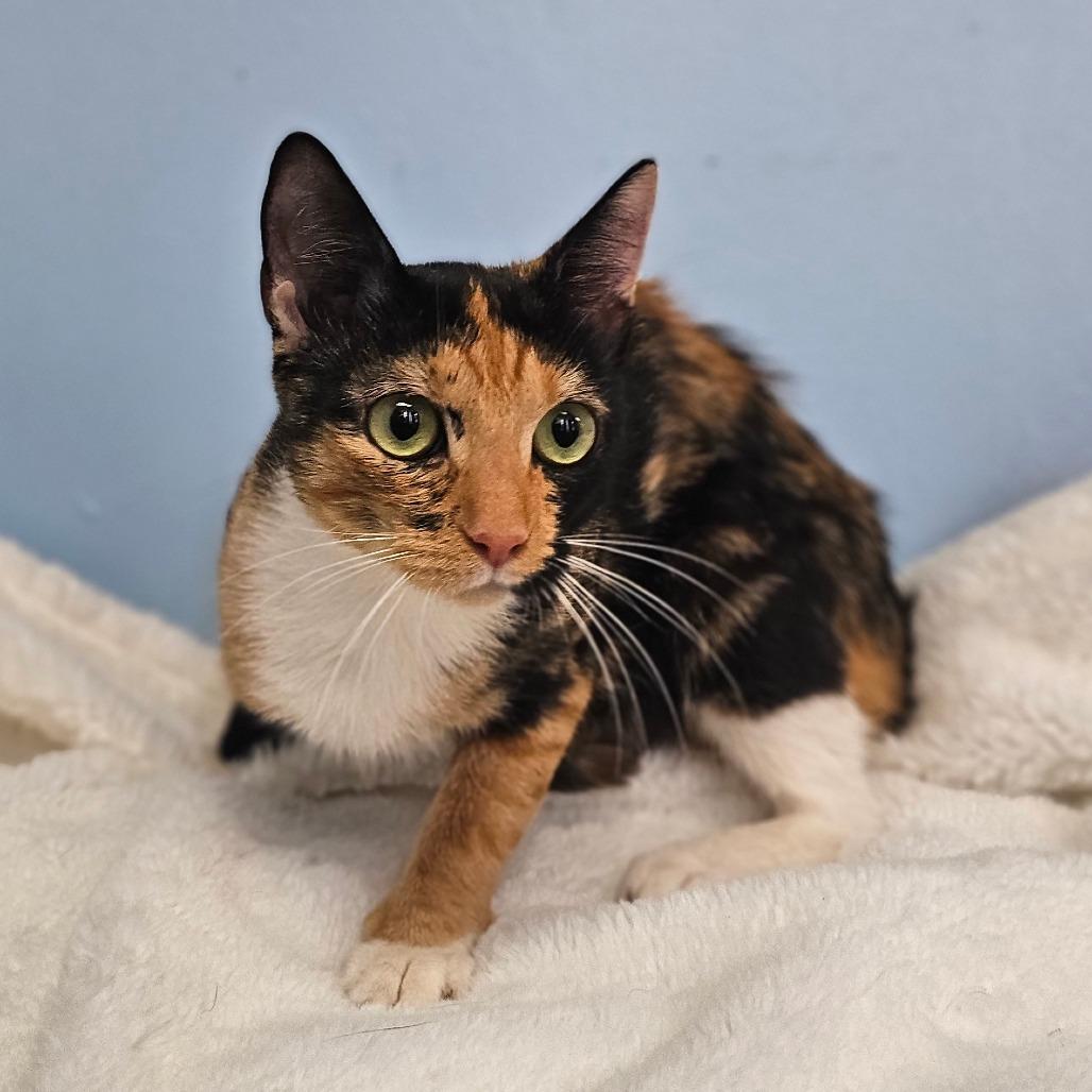 Aurora, Adoptable, Young Female Domestic Short Hair.