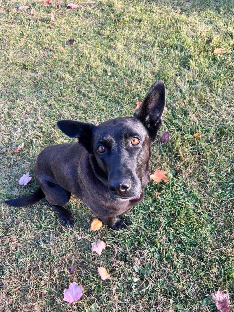 Pepper, Adult Female Dutch Shepherd