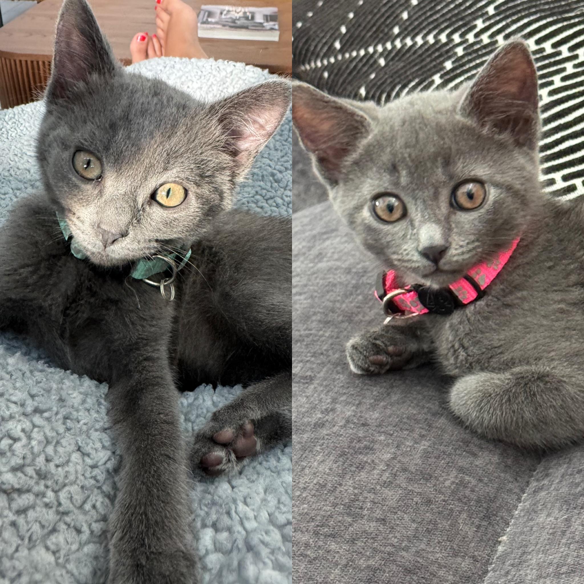 Penny & Poppy