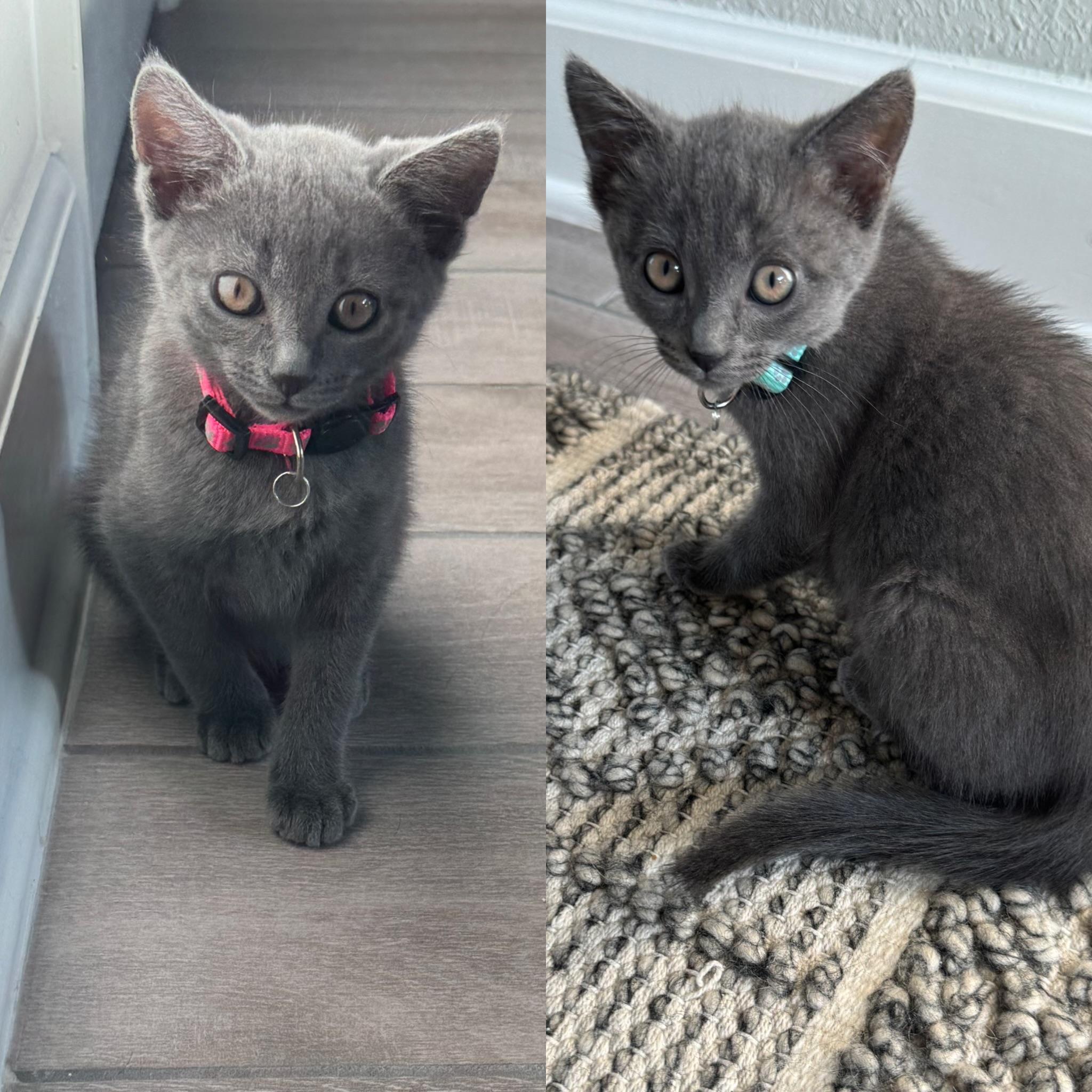 Penny & Poppy