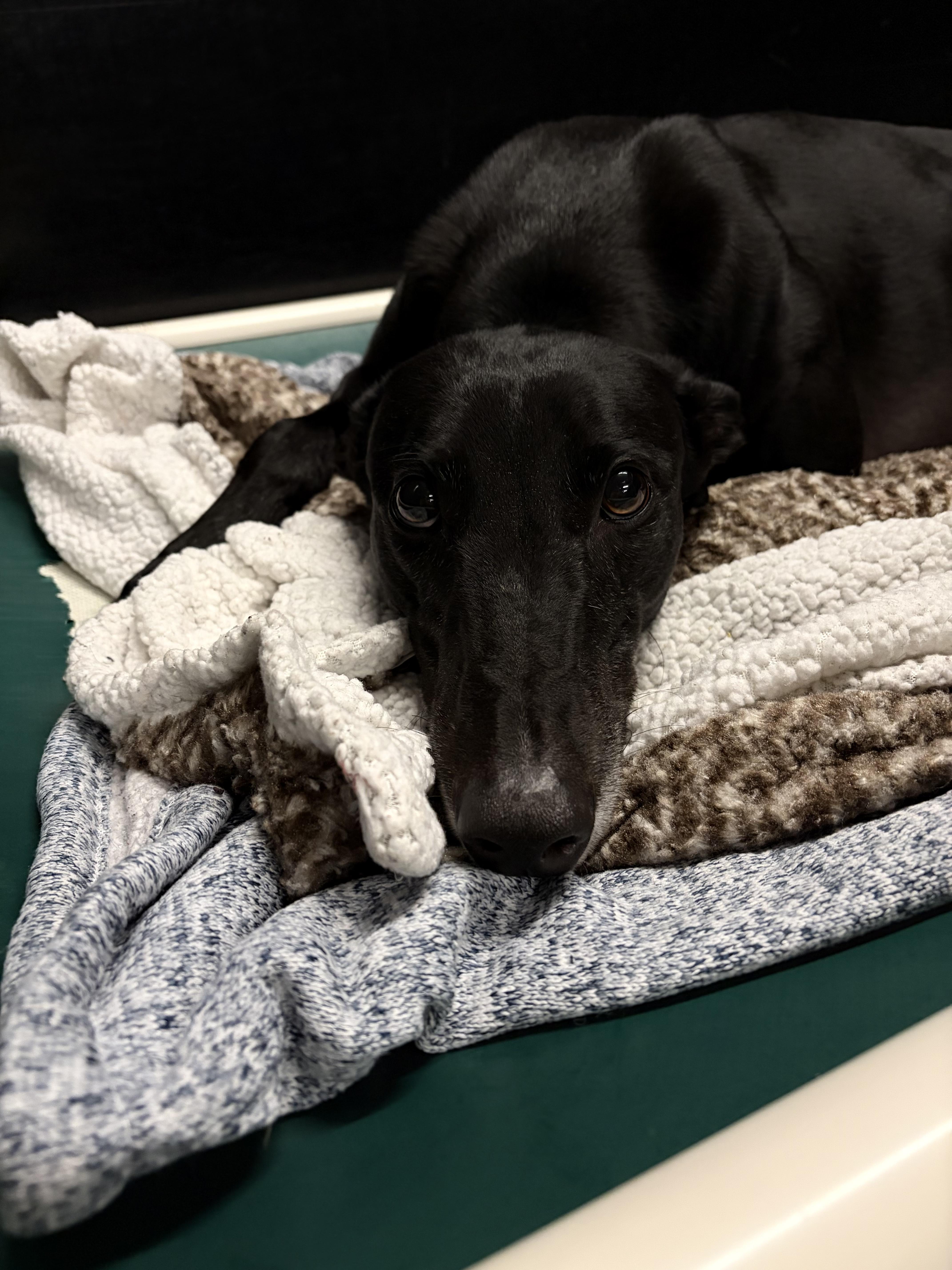 Chief, a Adoptable Greyhound in Swanzey, NH image 4/4