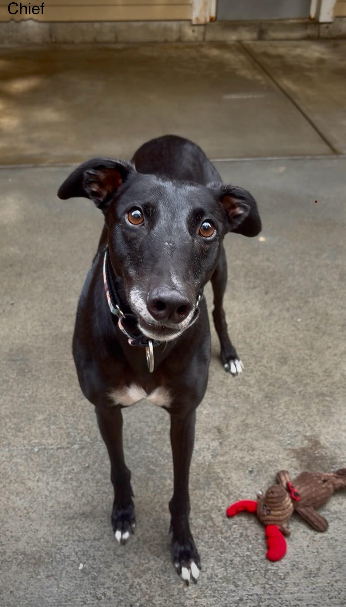 Chief, a Adoptable Greyhound in Swanzey, NH image 1/4