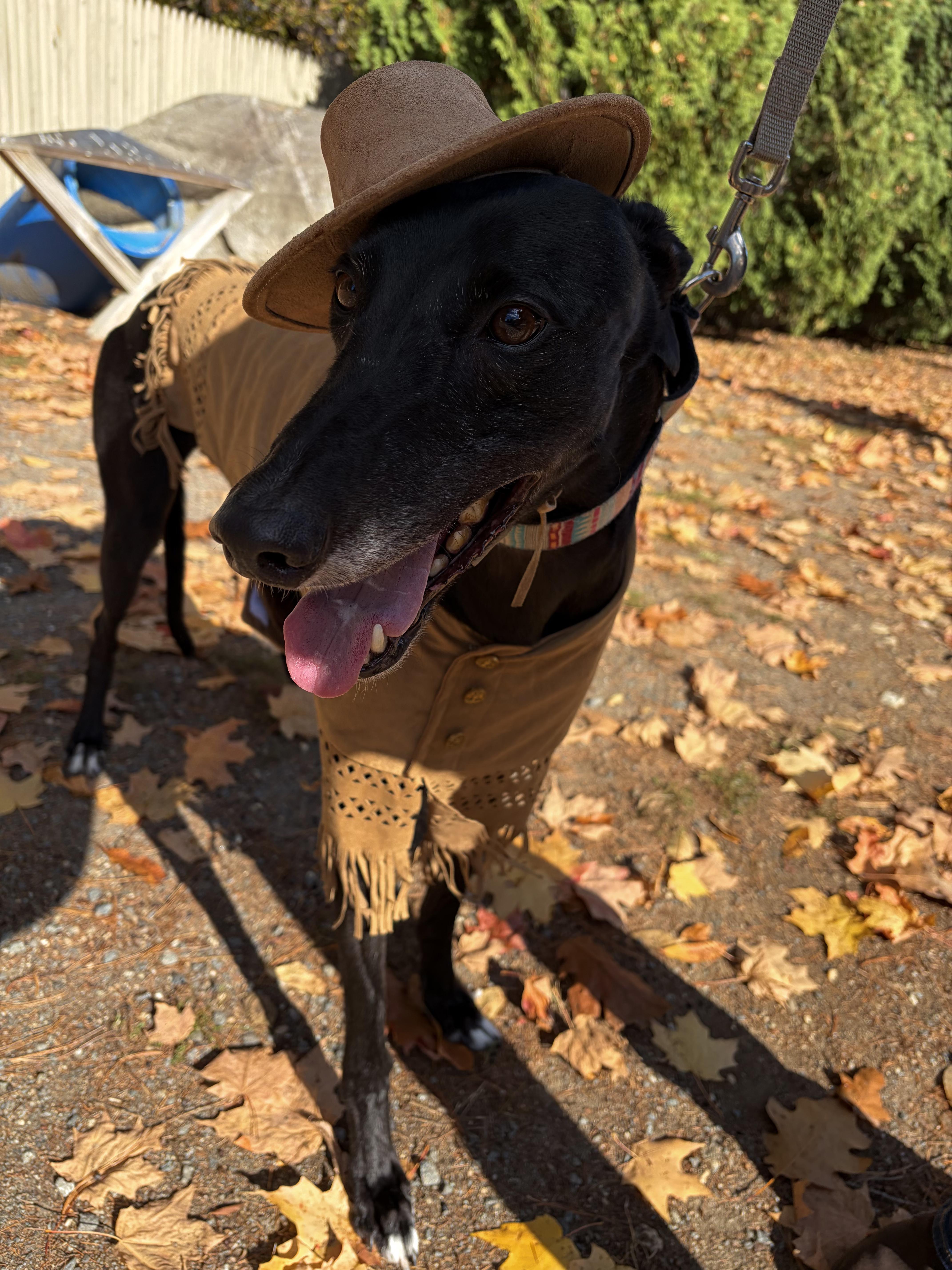 Chief, a Adoptable Greyhound in Swanzey, NH image 3/4