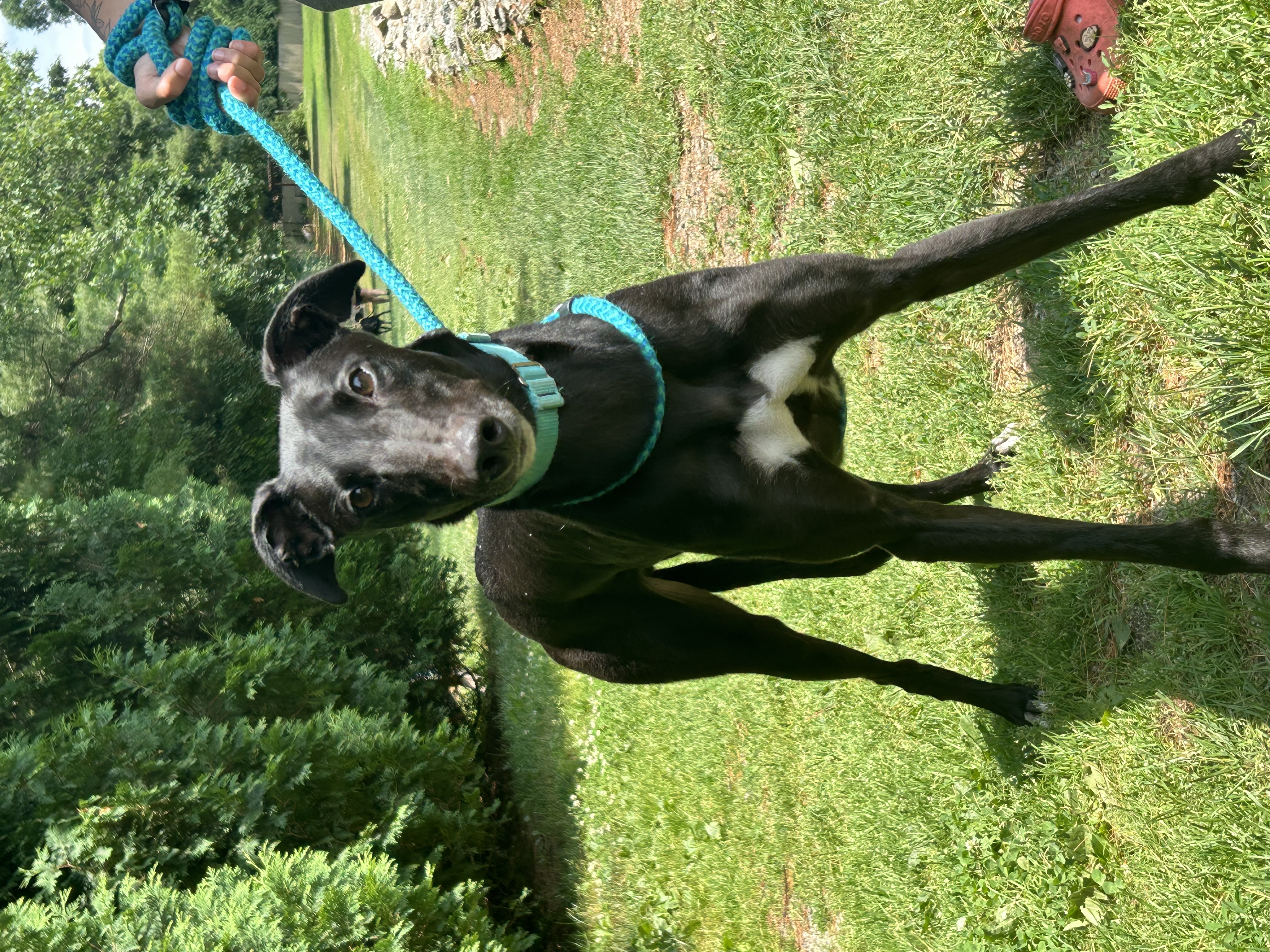 Chief, a Adoptable Greyhound in Swanzey, NH image 2/4