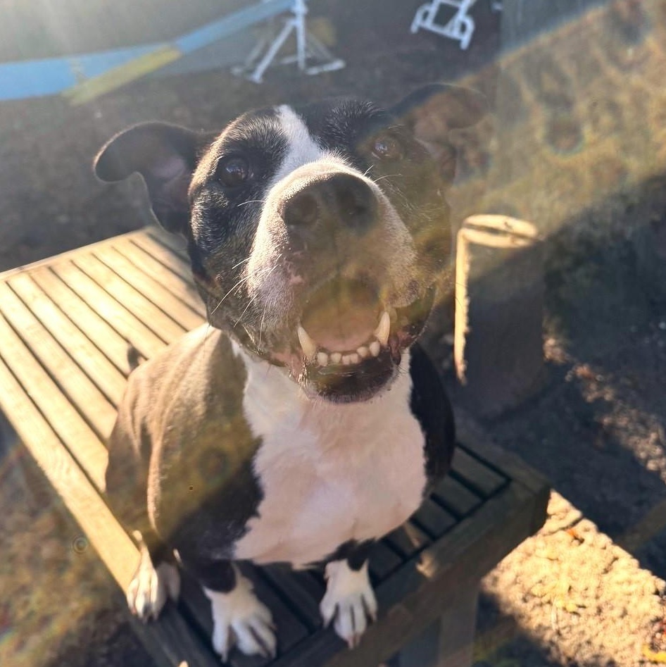 Lady, Adoptable, Adult Female Mixed Breed.