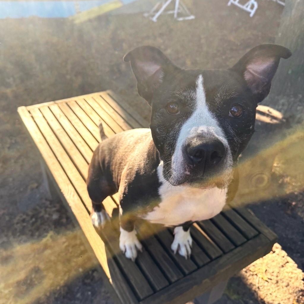 Enlarge Lady, a Adoptable Mixed Breed in Brookhaven, NY image 3/3