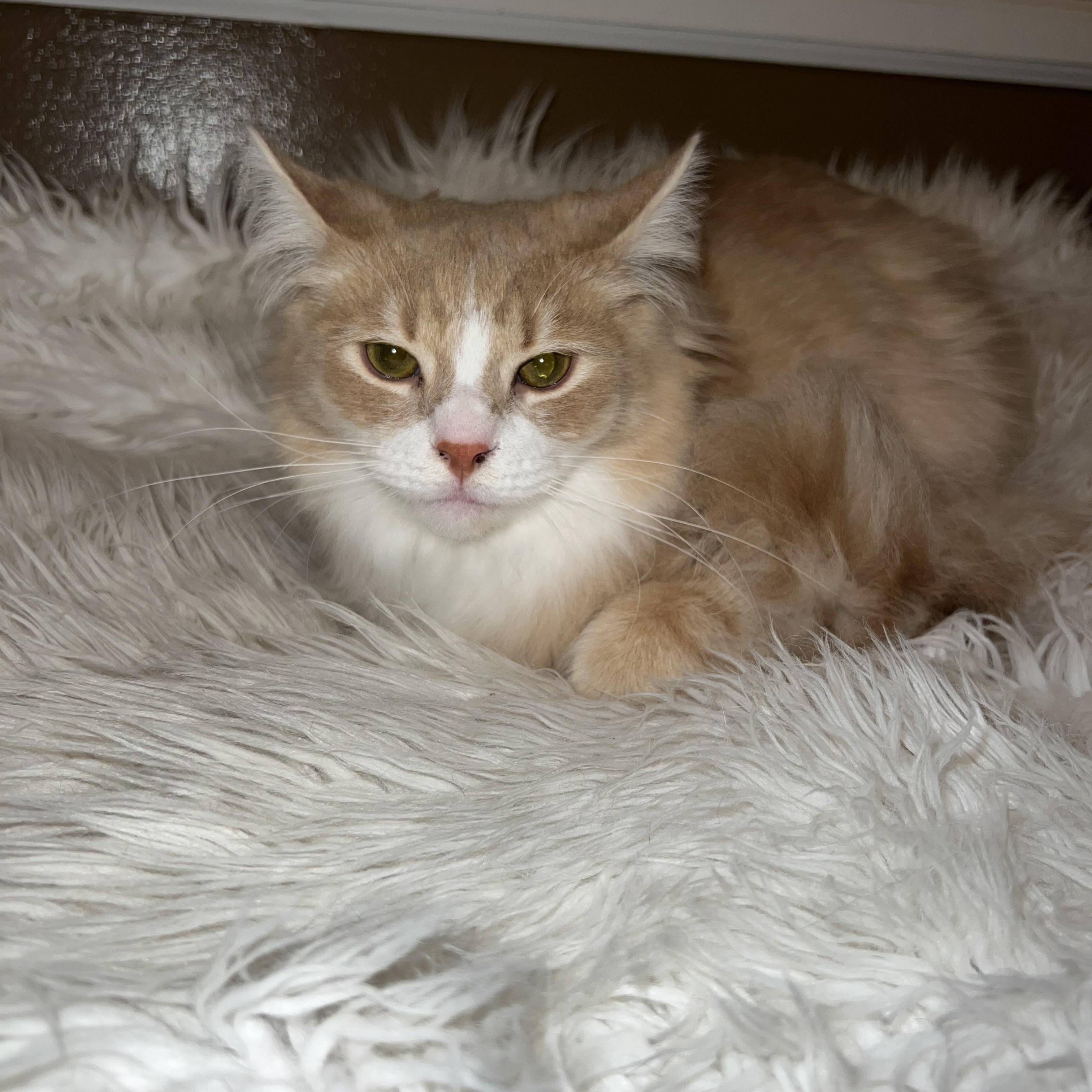 Linus, Adopted, Adult Male Tabby.