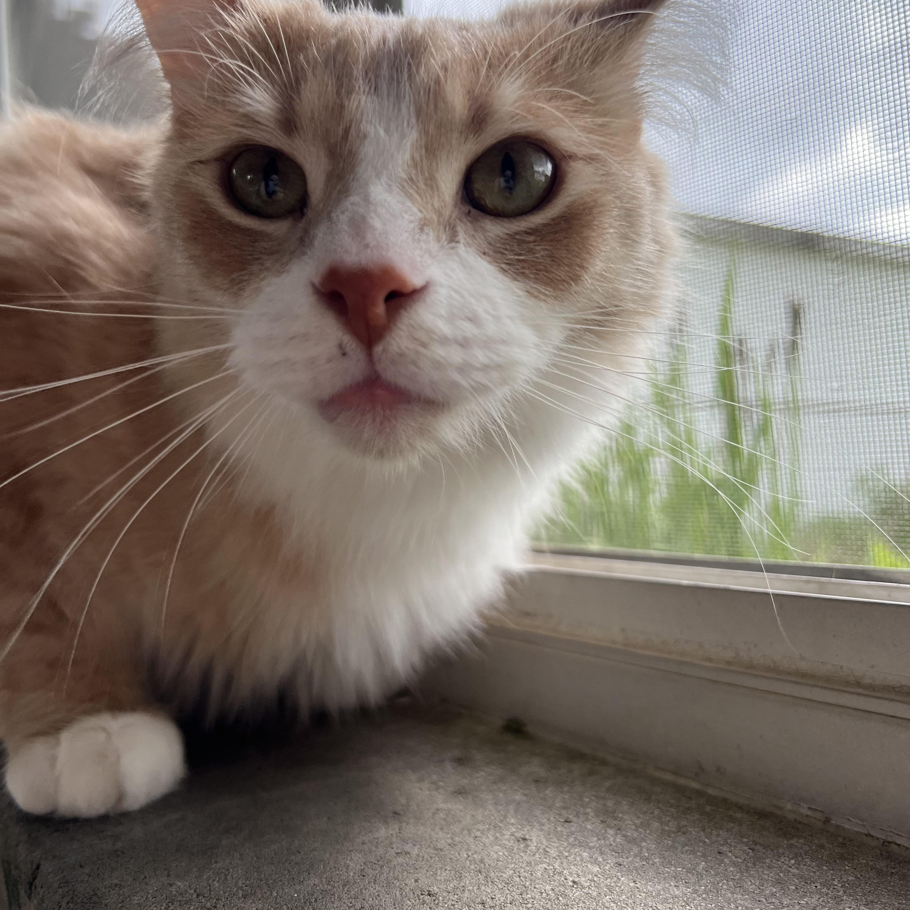 Enlarge Linus, a Adopted Tabby in Warren, MI image 2/3