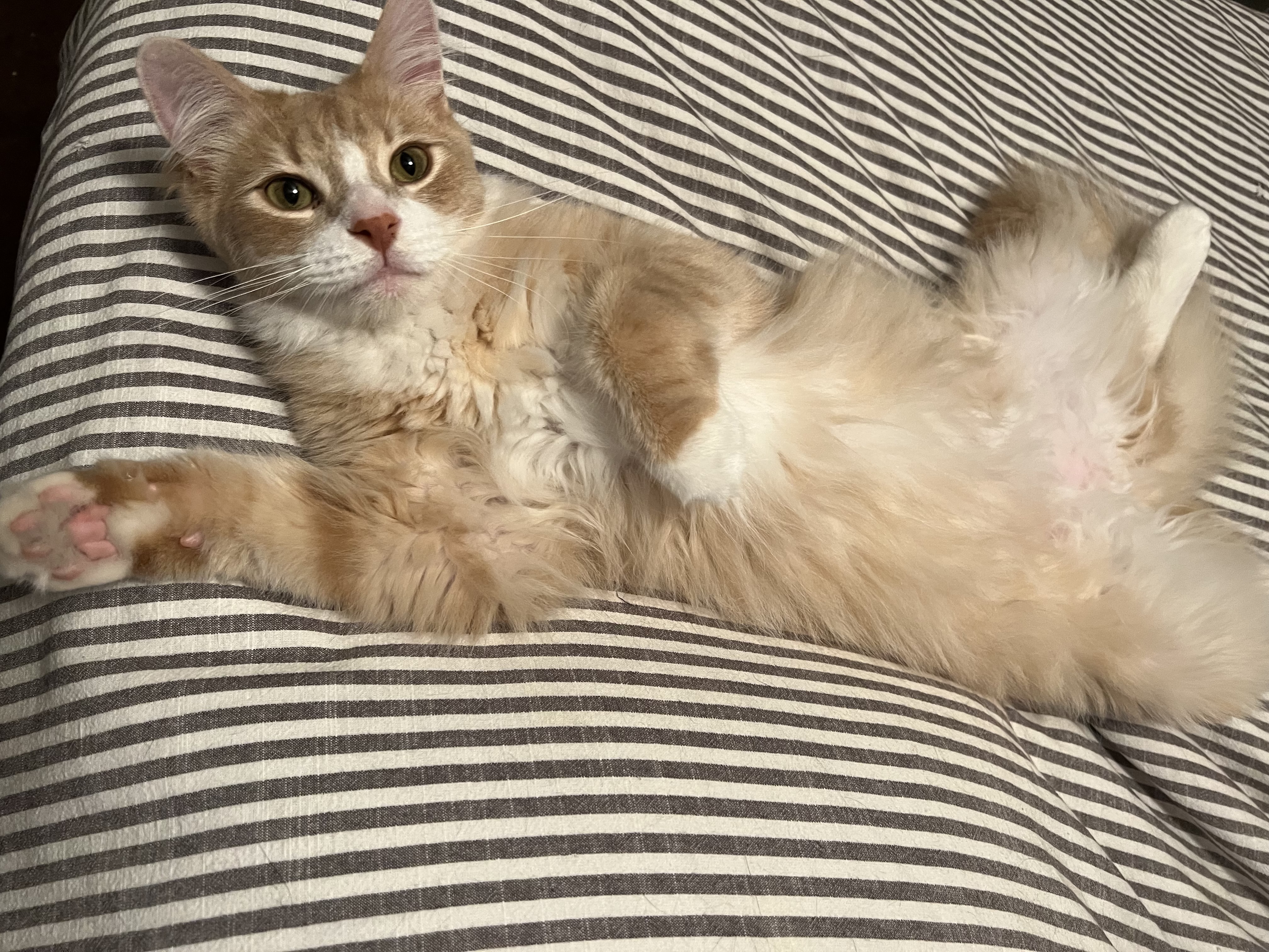 Linus, Adopted, Adult Male Tabby.