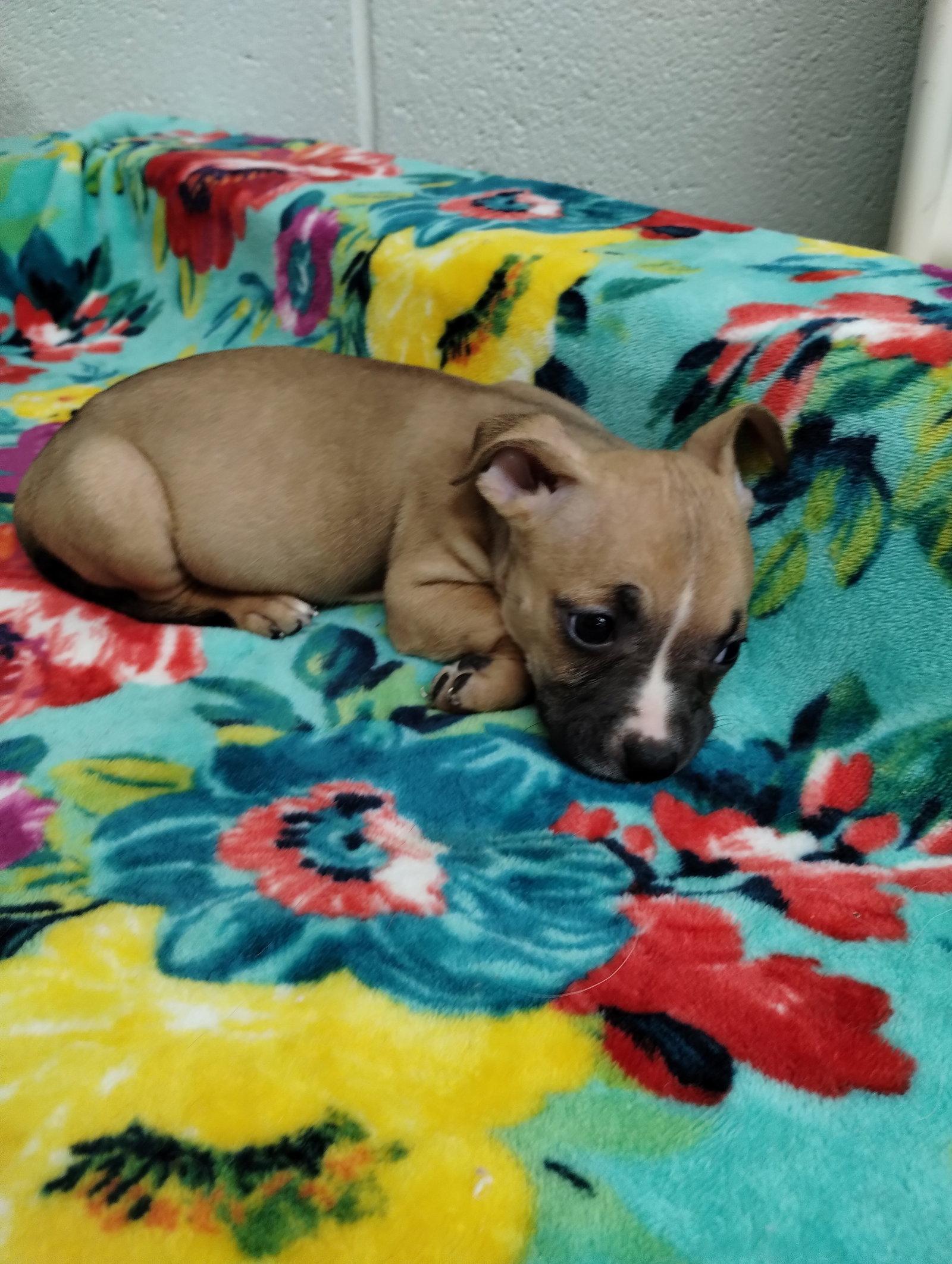Shine, Adoptable, Puppy Female Mixed Breed.