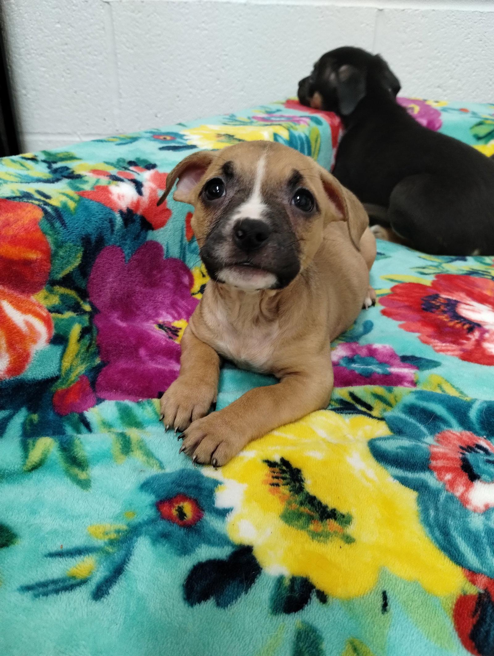 Enlarge Shine, a Adoptable Mixed Breed in York, SC image 2/3