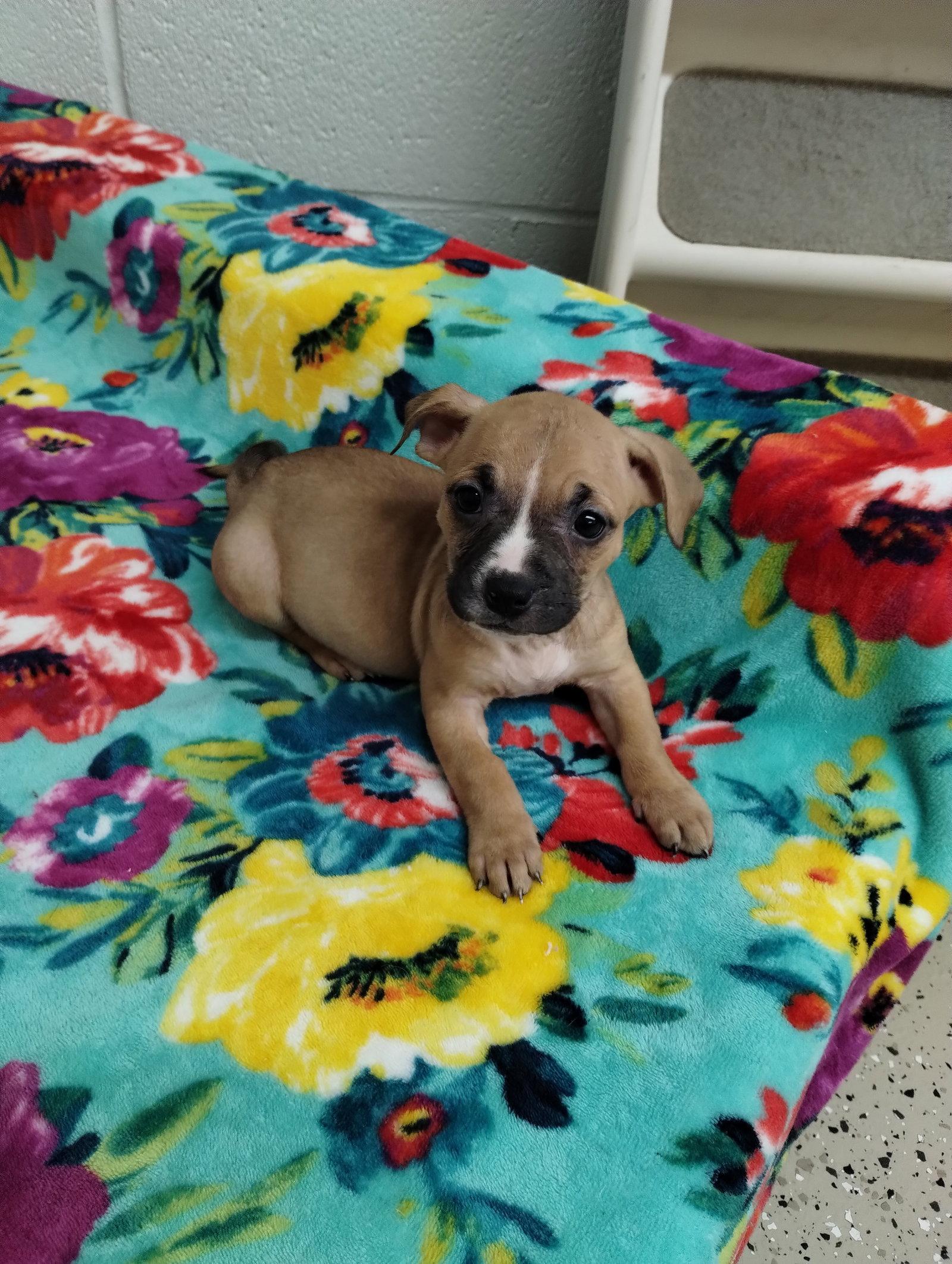 Enlarge Shine, a Adoptable Mixed Breed in York, SC image 3/3