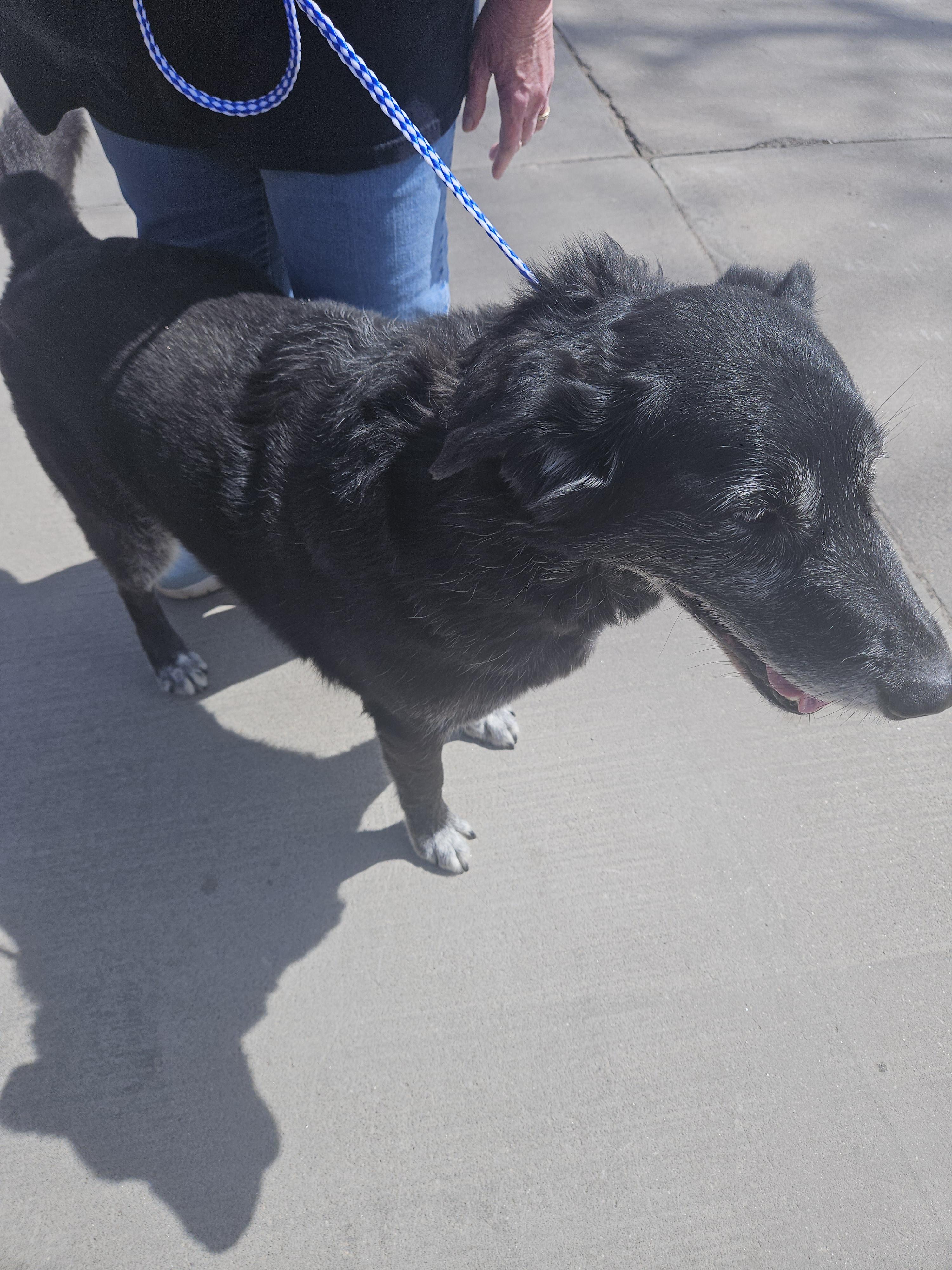 Sunshine, Adoptable, Adult Female Black Labrador Retriever & Collie.