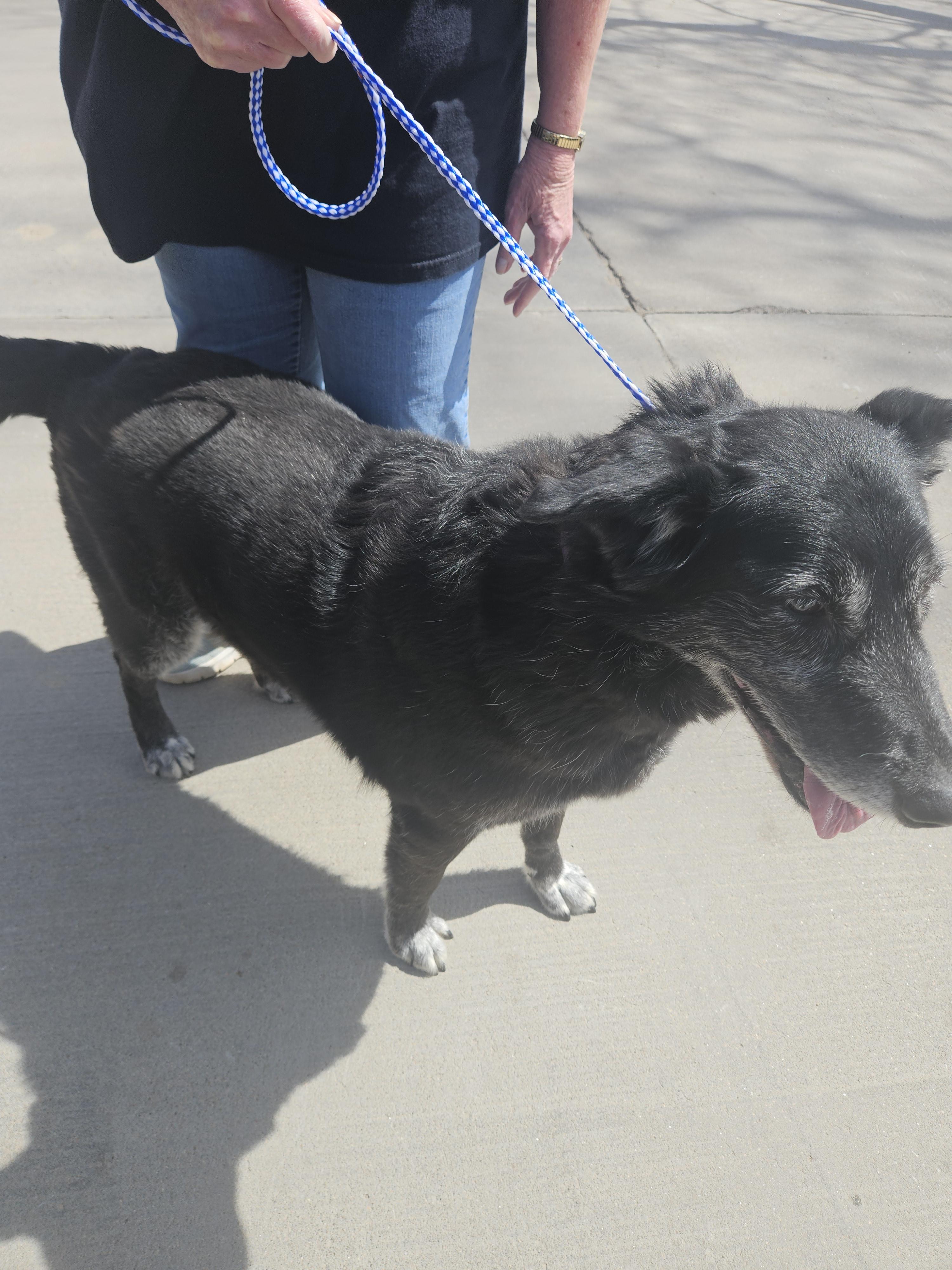 Sunshine, a Adoptable mixed breed in Norton, KS image 2/4