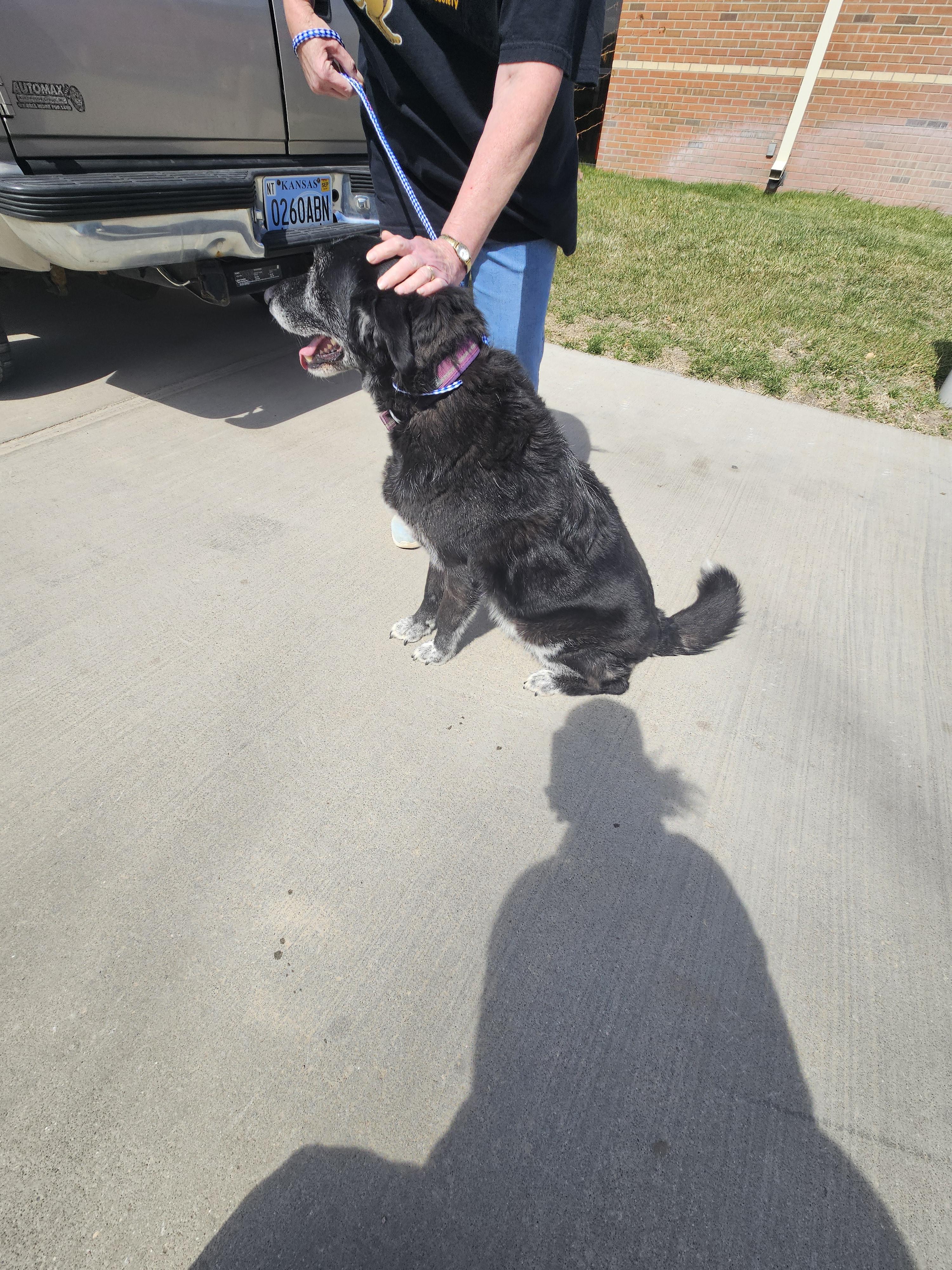 Sunshine, a Adoptable mixed breed in Norton, KS image 3/4