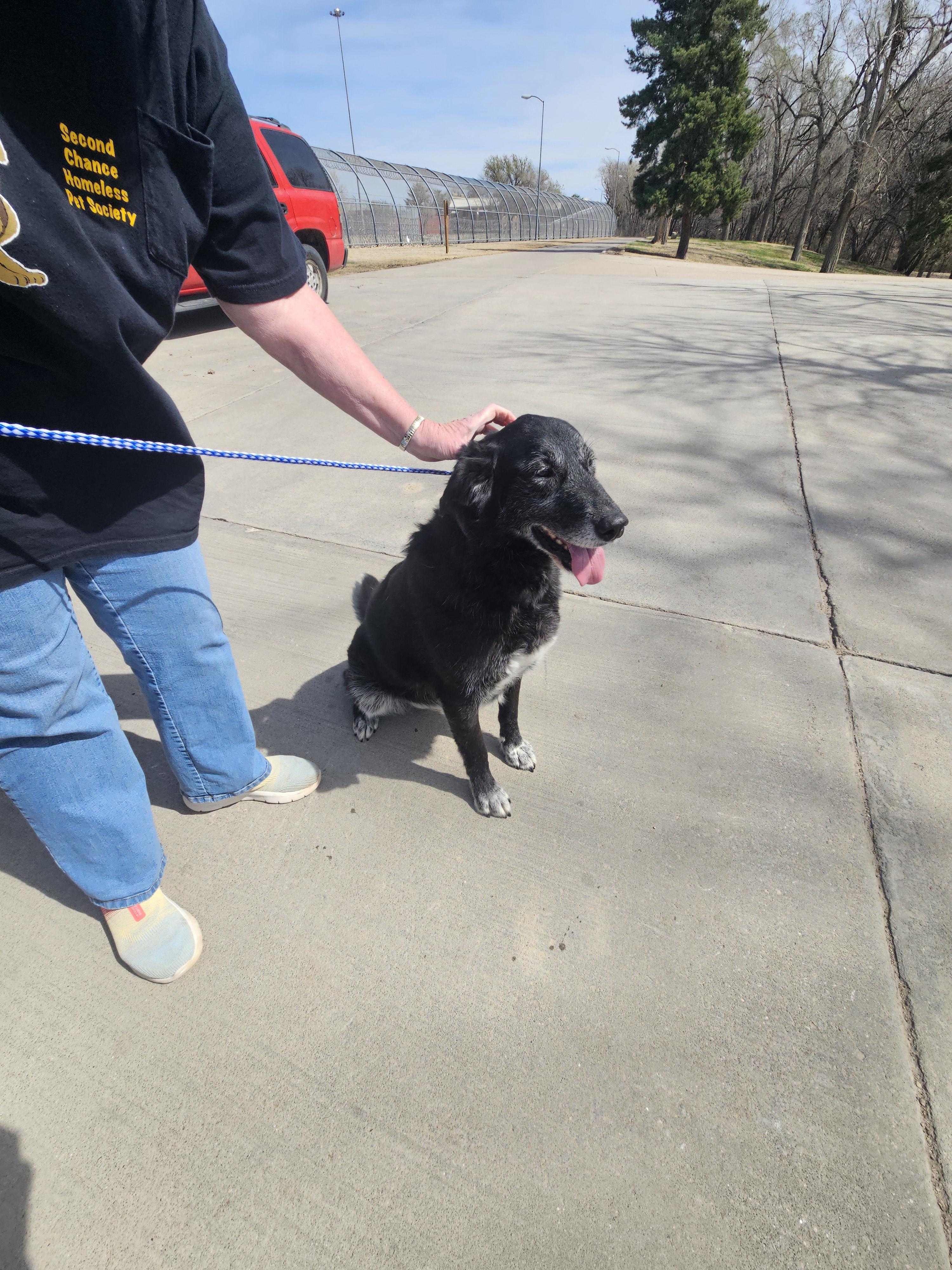 Sunshine, a Adoptable mixed breed in Norton, KS image 4/4