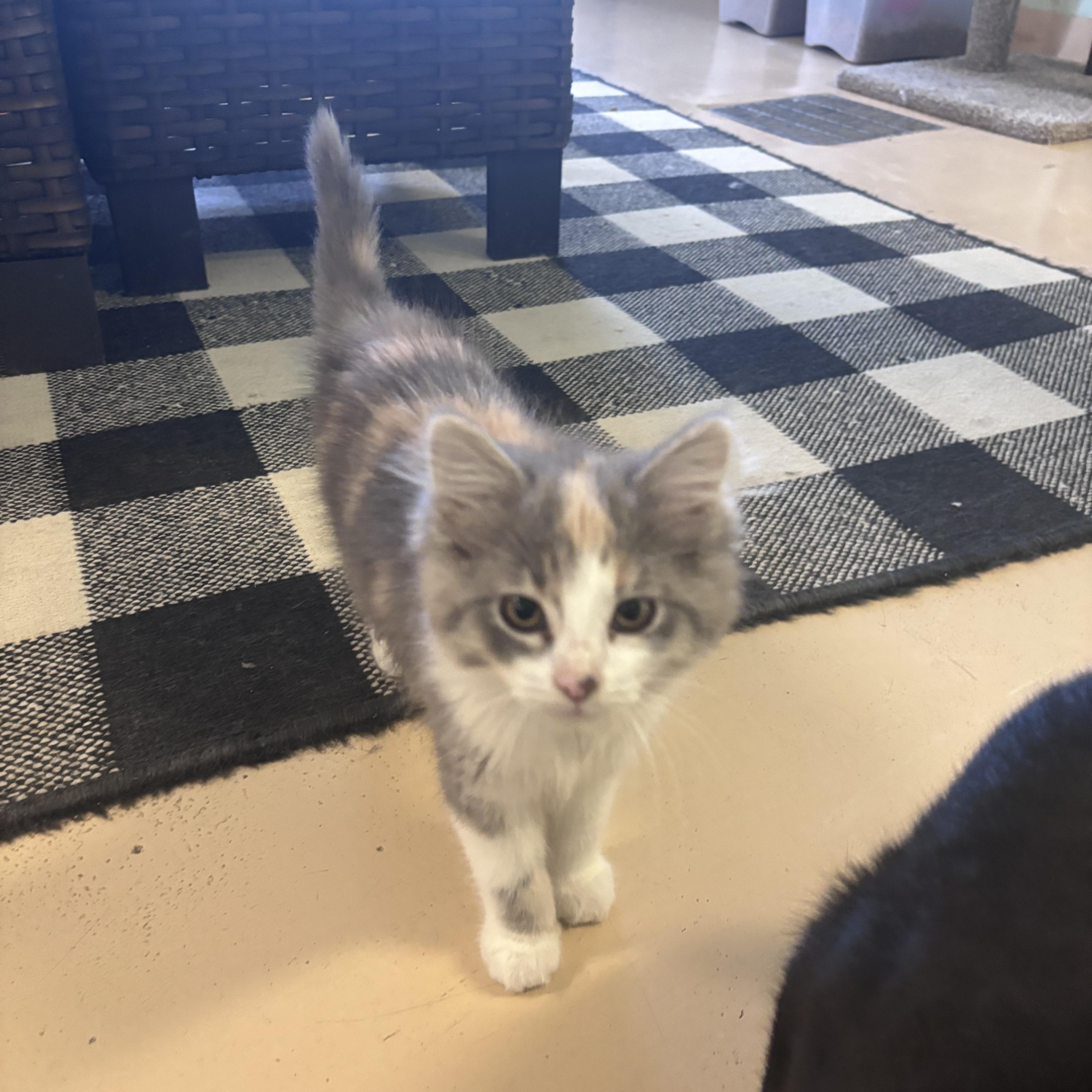 Enlarge Ivy, an adopted Domestic Medium Hair in Franklin, IN image 1/1
