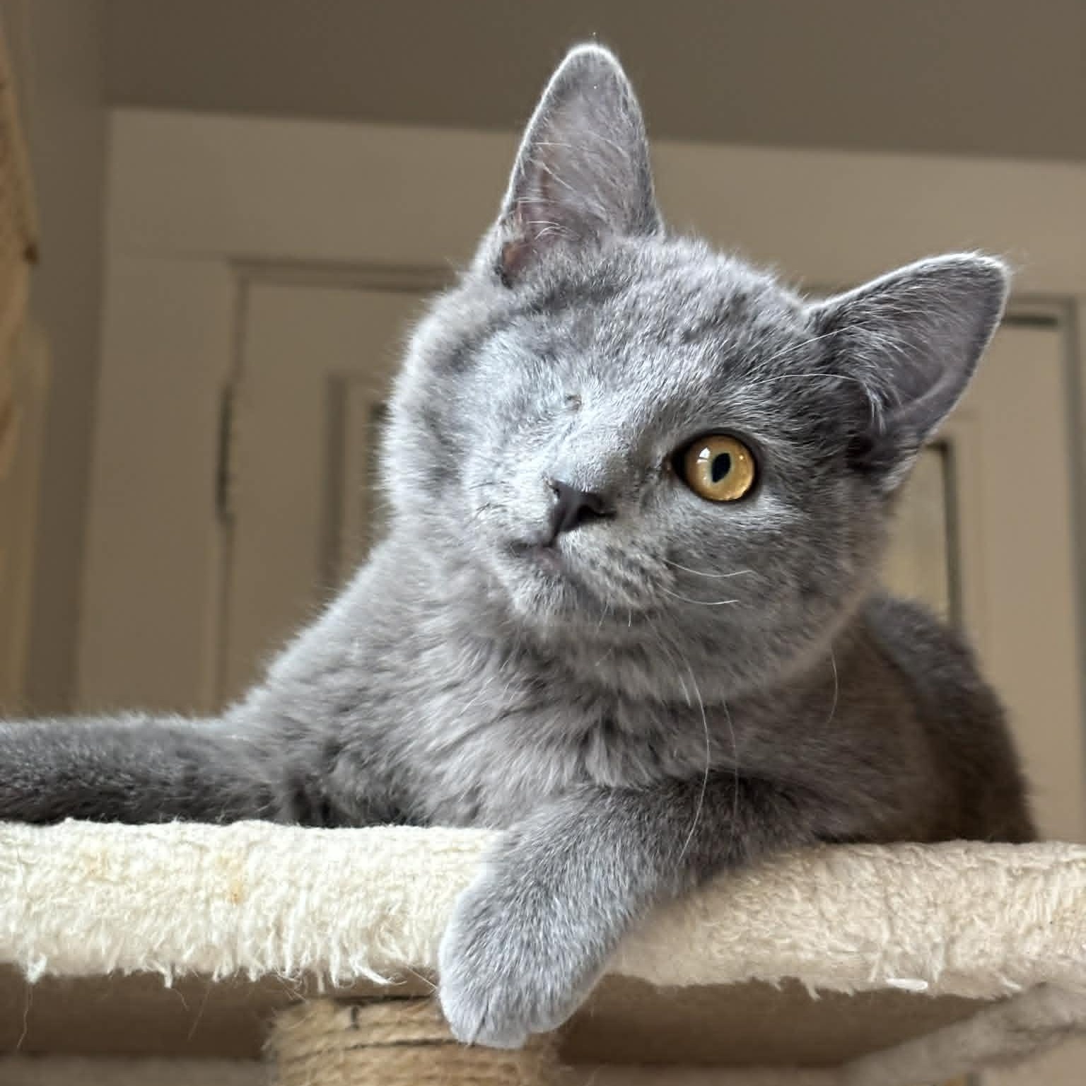 Enlarge Linus, an adopted Domestic Short Hair in Pittsburgh, PA image 1/6