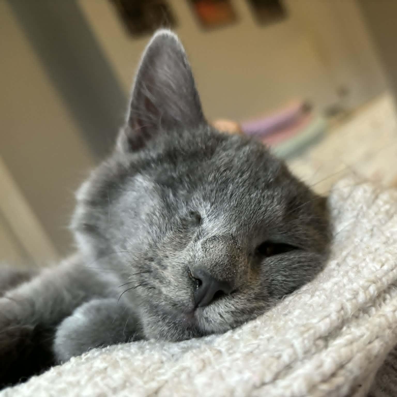 Enlarge Linus, an adopted Domestic Short Hair in Pittsburgh, PA image 2/6