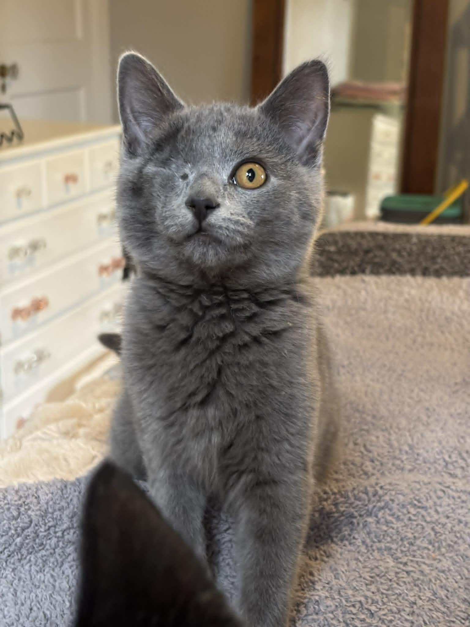 Enlarge Linus, an adopted Domestic Short Hair in Pittsburgh, PA image 3/6