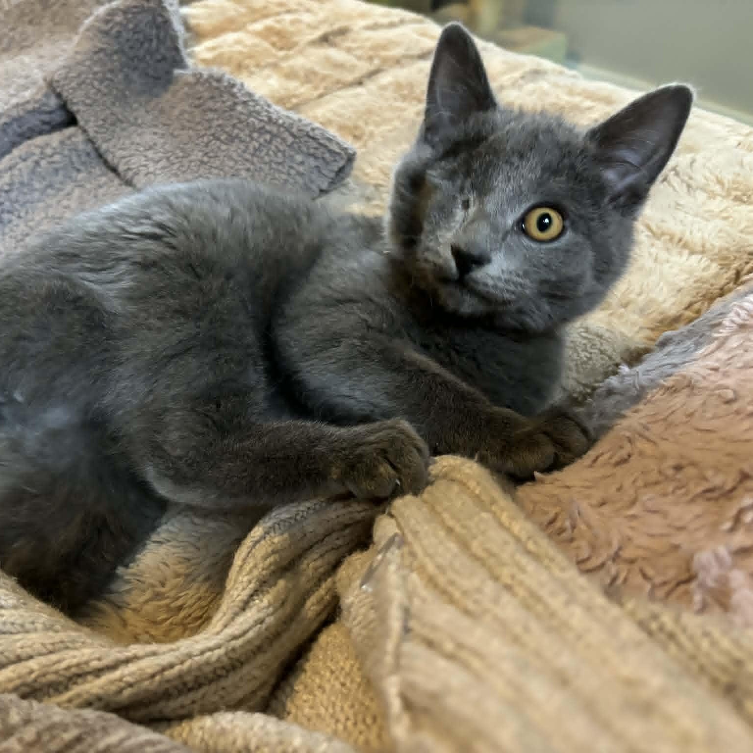 Enlarge Linus, an adopted Domestic Short Hair in Pittsburgh, PA image 4/6