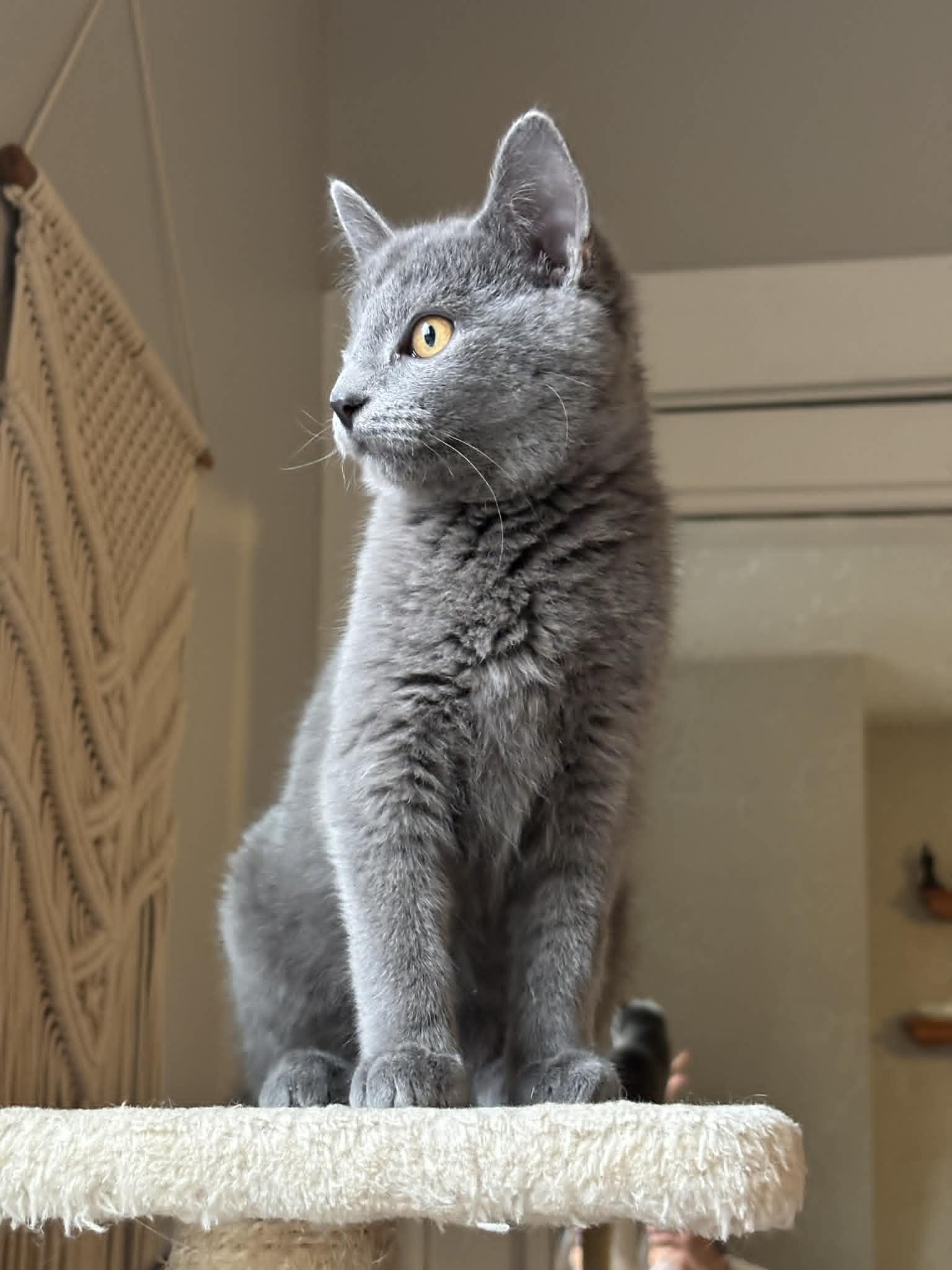 Enlarge Linus, an adopted Domestic Short Hair in Pittsburgh, PA image 6/6