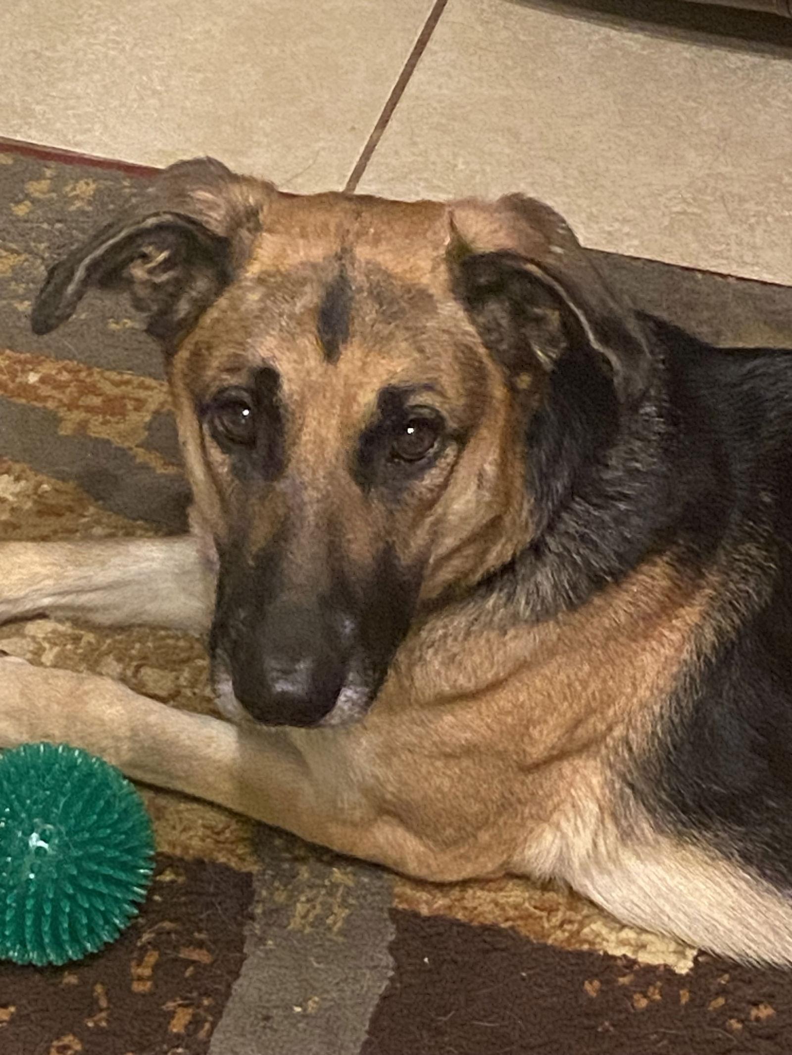 Lola, Adoptable, Adult Female German Shepherd Dog.