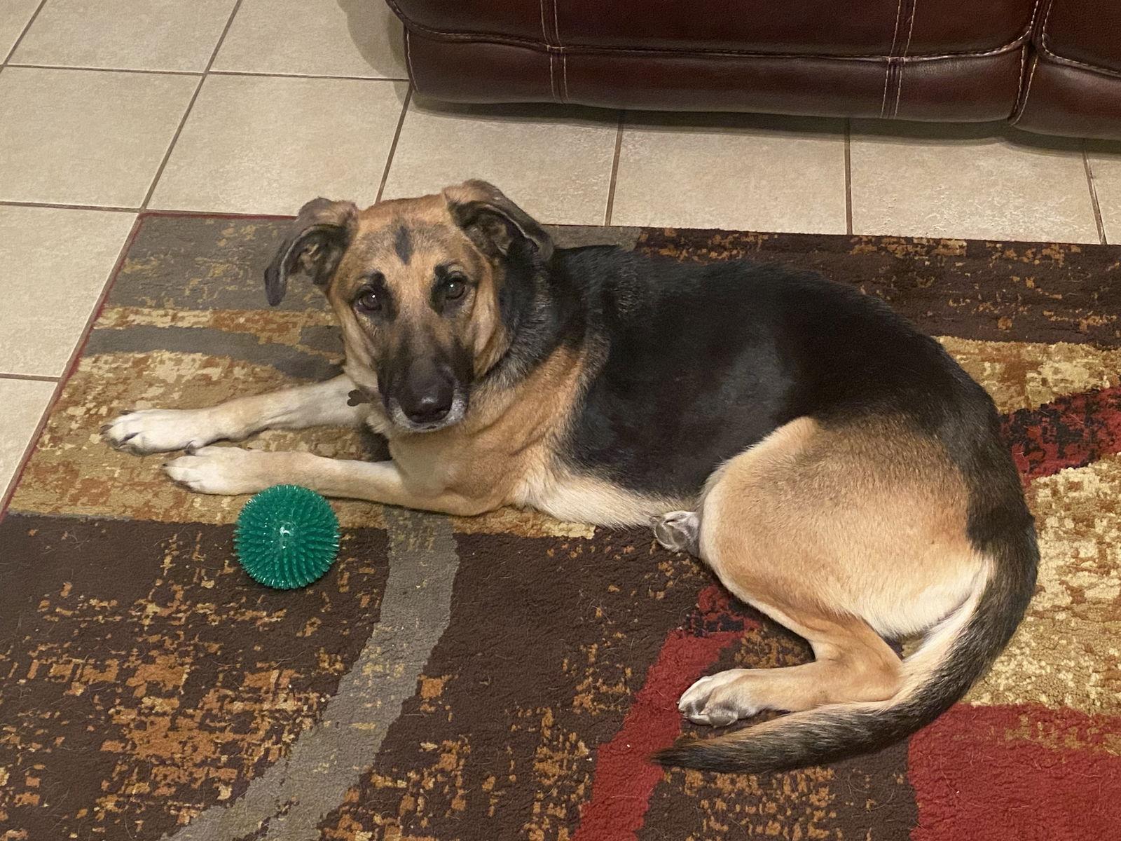 Lola, Adoptable, Adult Female German Shepherd Dog.