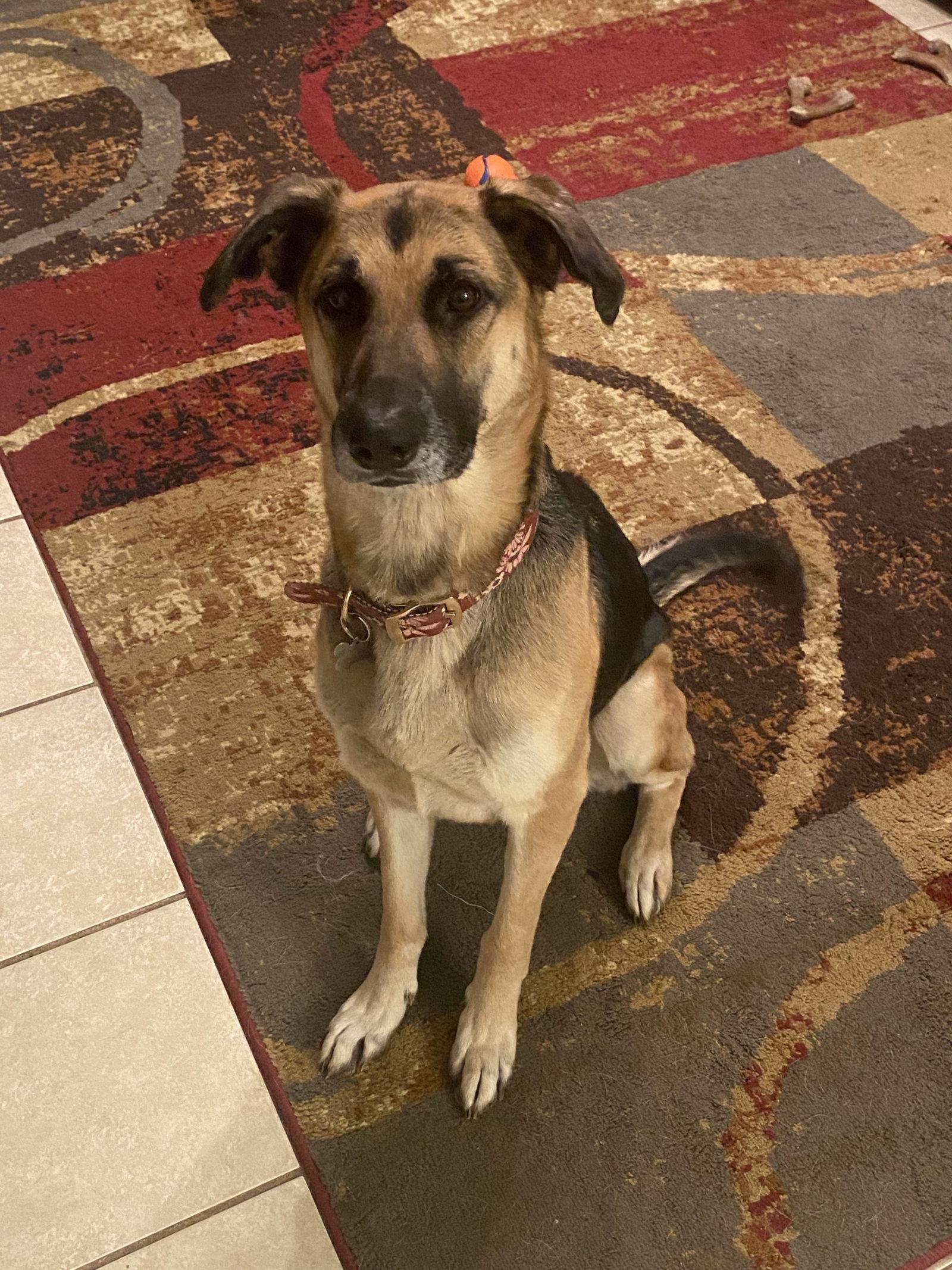 Lola, a Adoptable German Shepherd Dog in Mobile, AL image 3/3