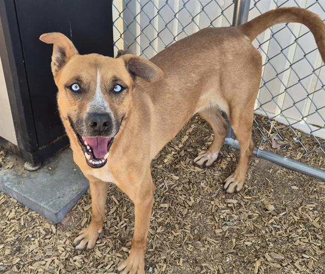 Enlarge BAILEY, a Adoptable mixed breed in Albuquerque, NM image 1/1