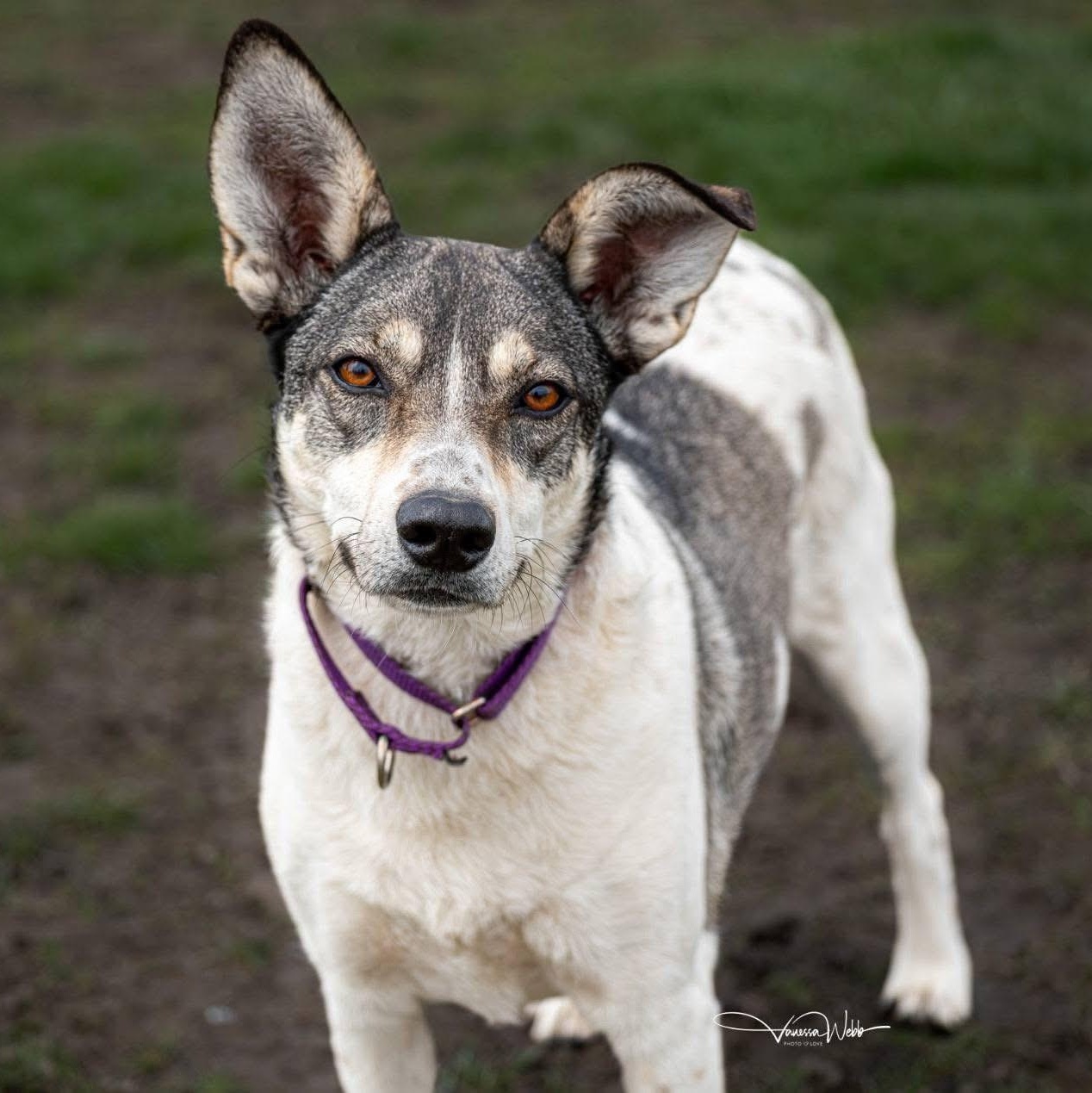 Harley, a ADOPTABLE mixed breed in Scarborough, ON image 1/6