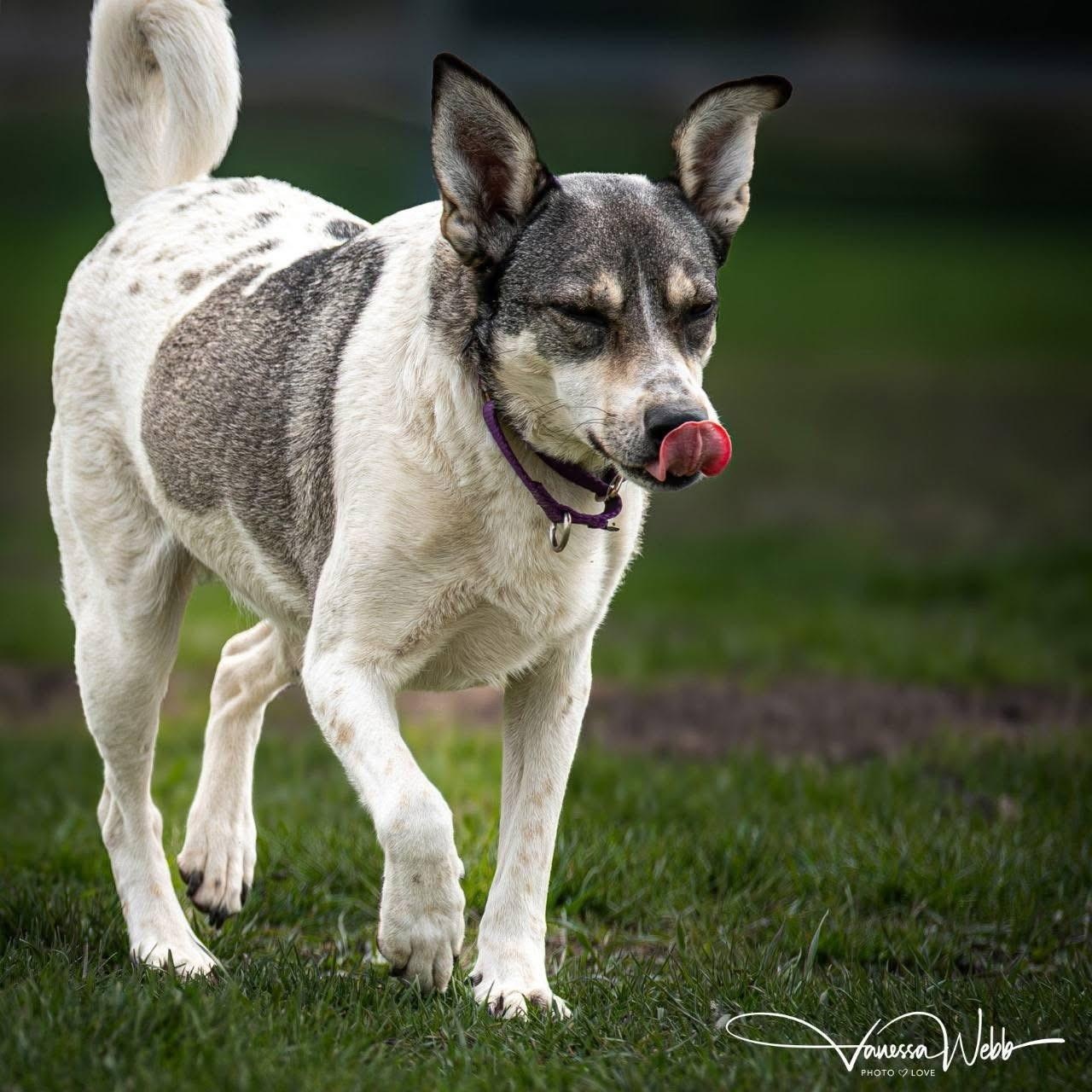 Harley, a ADOPTABLE mixed breed in Scarborough, ON image 3/6