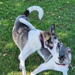 Harley, a ADOPTABLE mixed breed in Scarborough, ON image 6/6