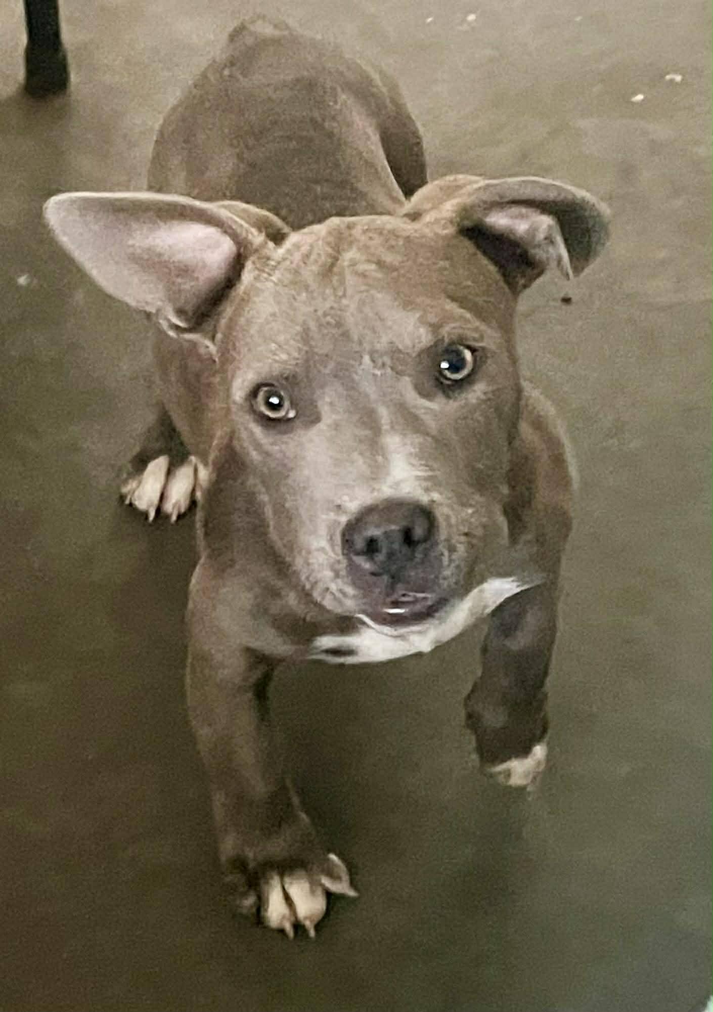 Enlarge Odin, a Adopted mixed breed in Augusta, ME image 1/1