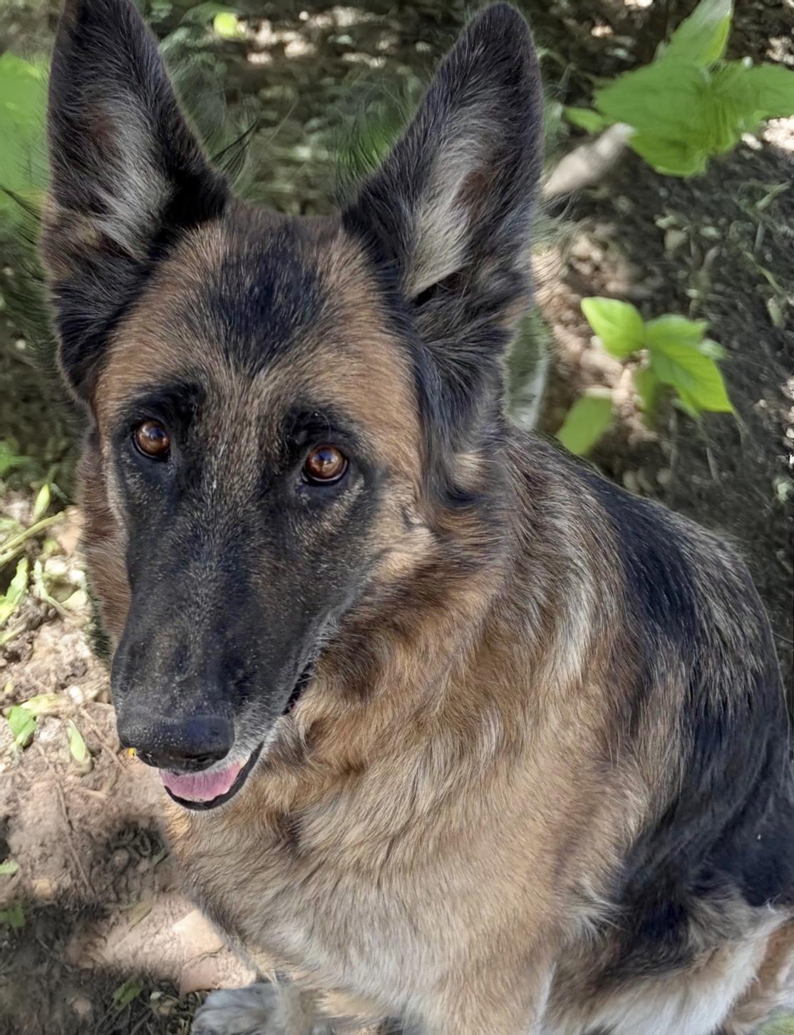 Enlarge Georgia Faithpippen, a Adoptable German Shepherd Dog in Long Beach, CA image 1/4
